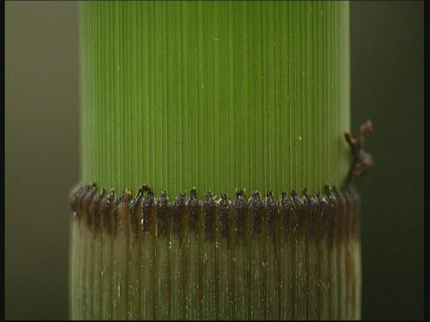 540425252 / Horsetail / Stipe