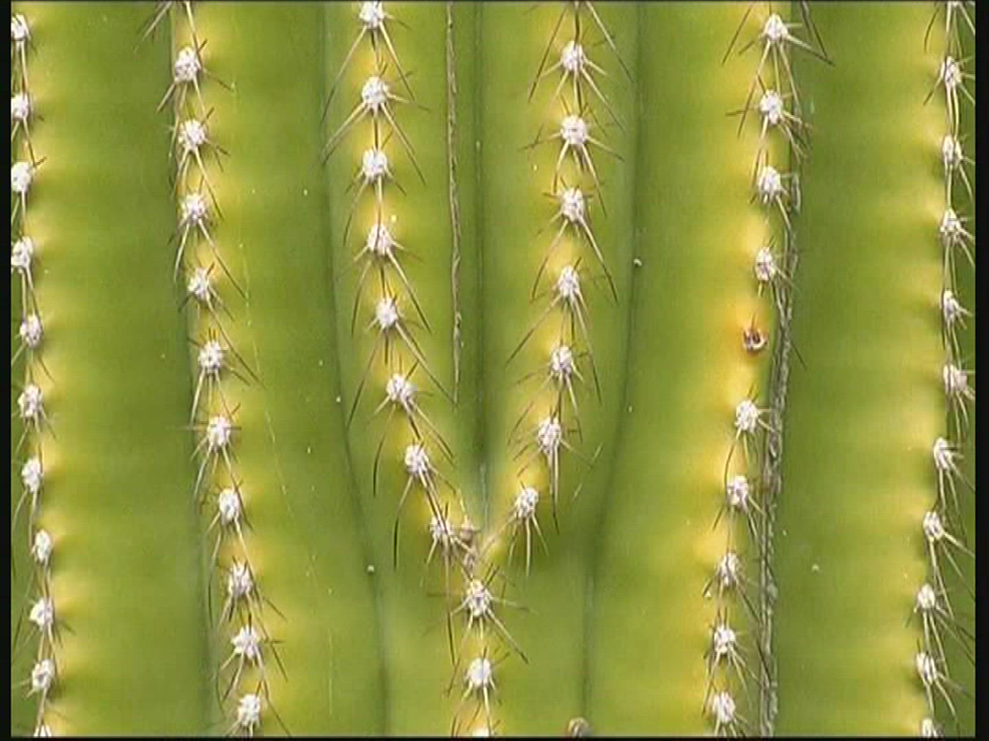 733827258 / Cactus / Thorn