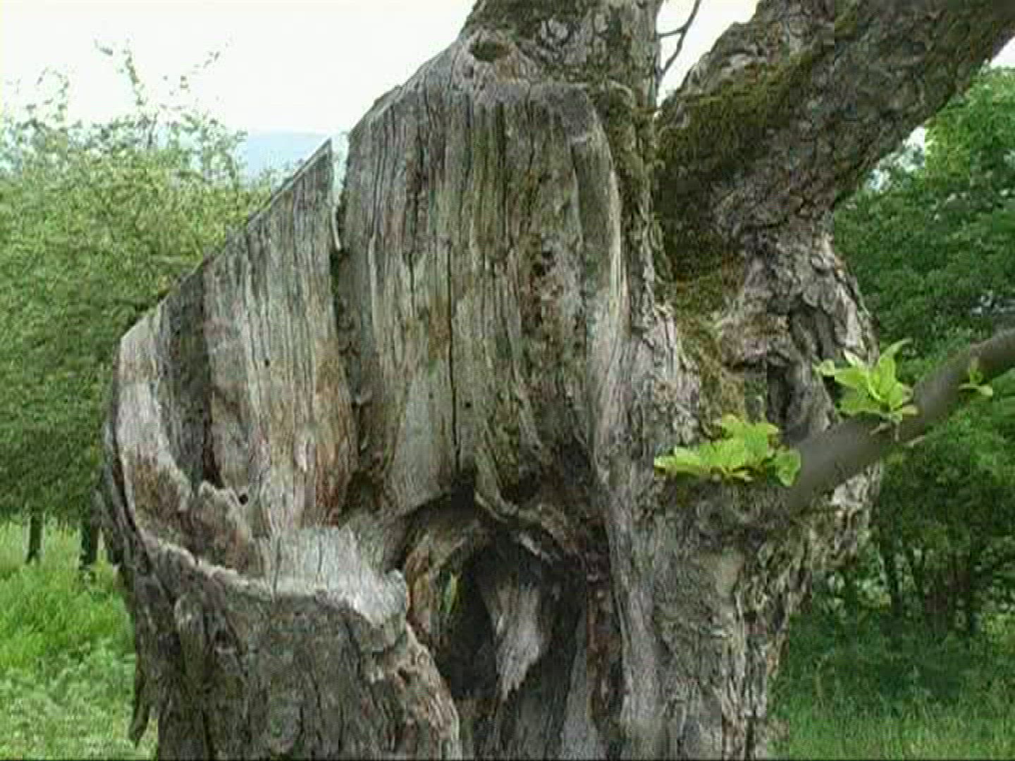 219850830 / Fruit Tree / Stem / Spessart / Germany