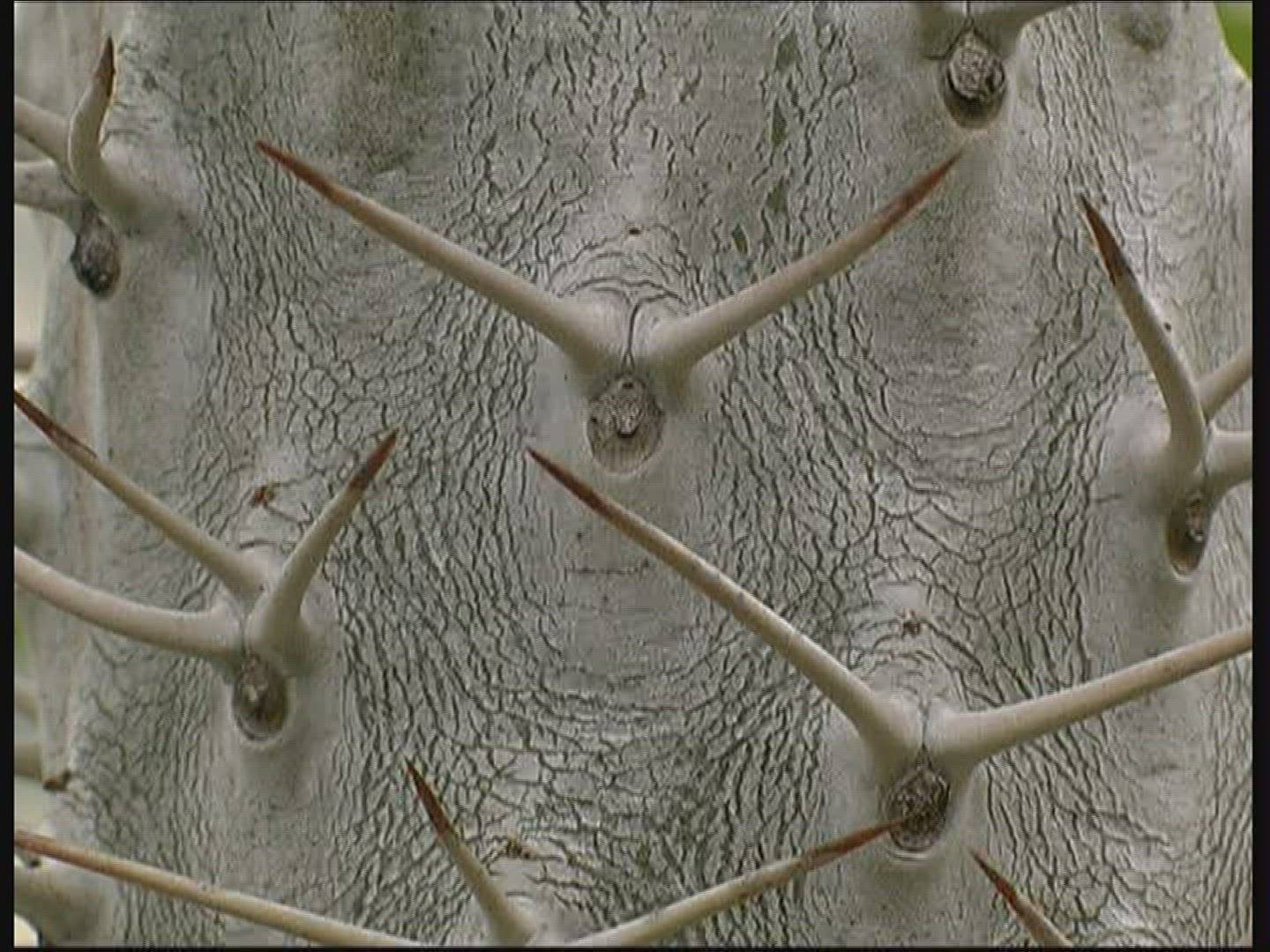 139920834 / Cactus / Thorn