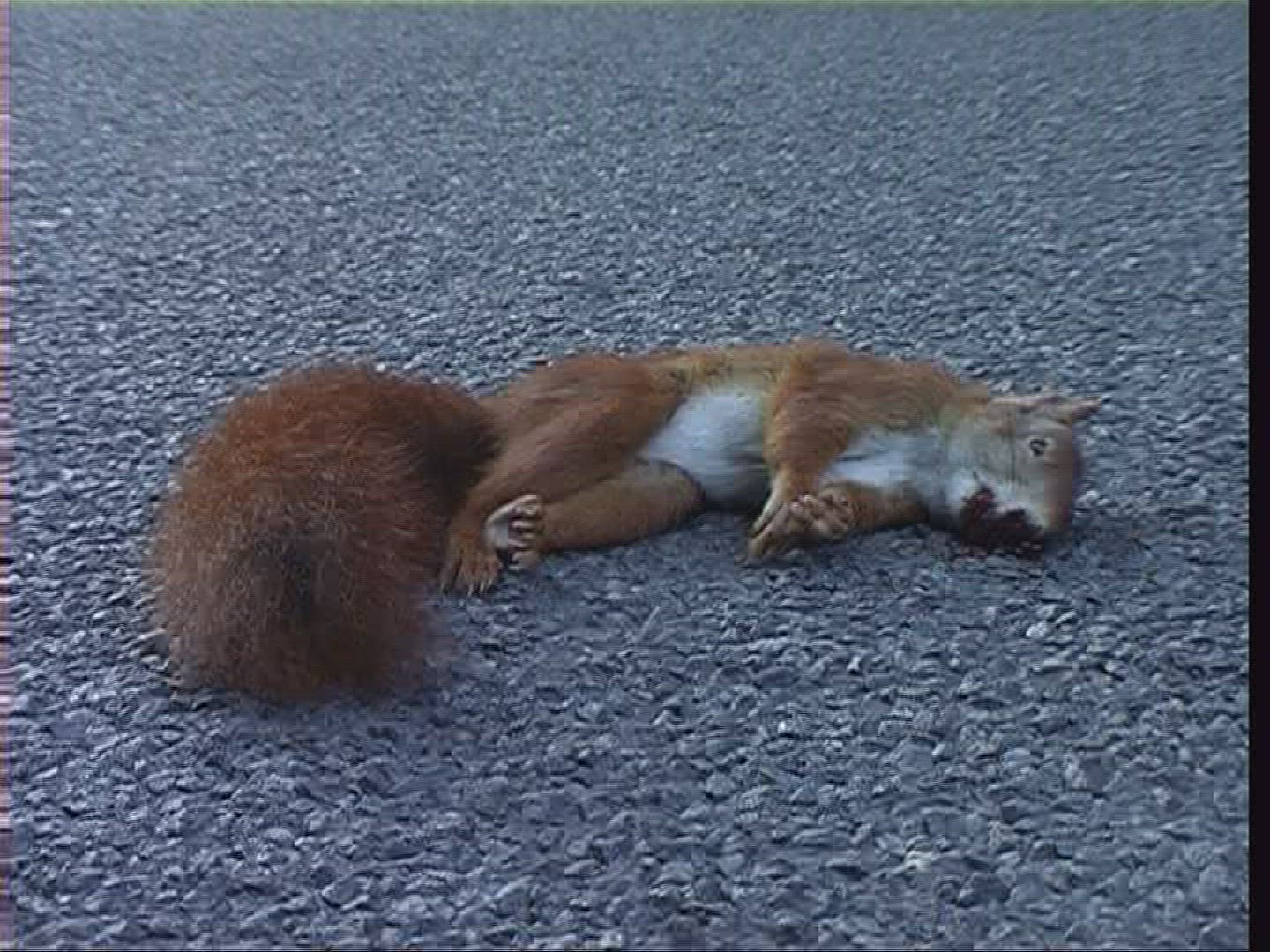 308323761 / Squirrel / Carcass / Germany