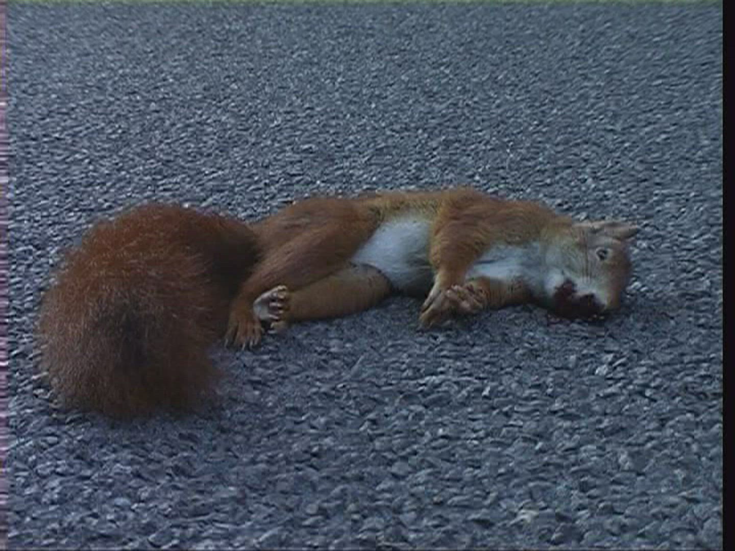 189587498 / Squirrel / Carcass / Germany