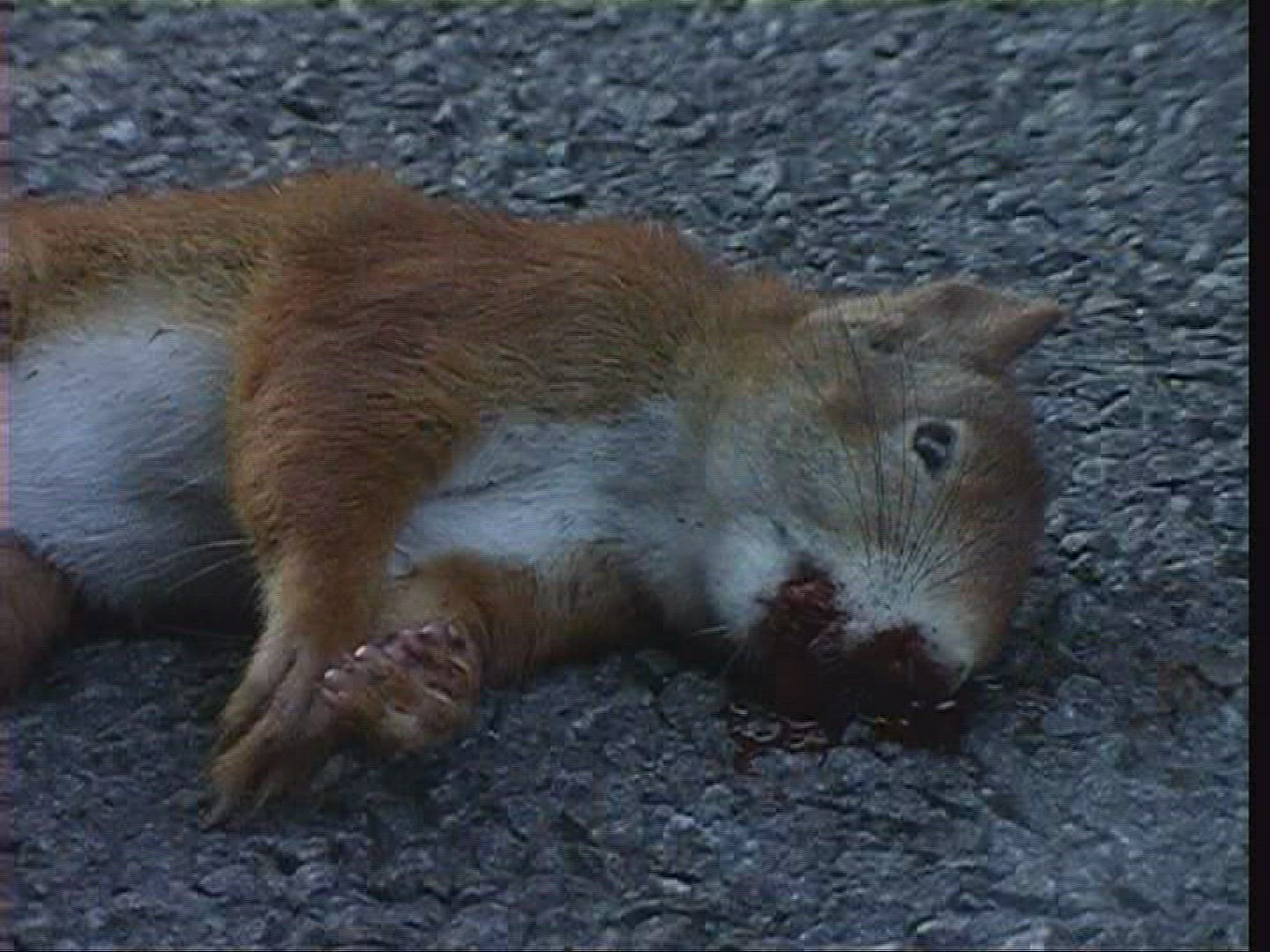 452682267 / Squirrel / Carcass / Germany
