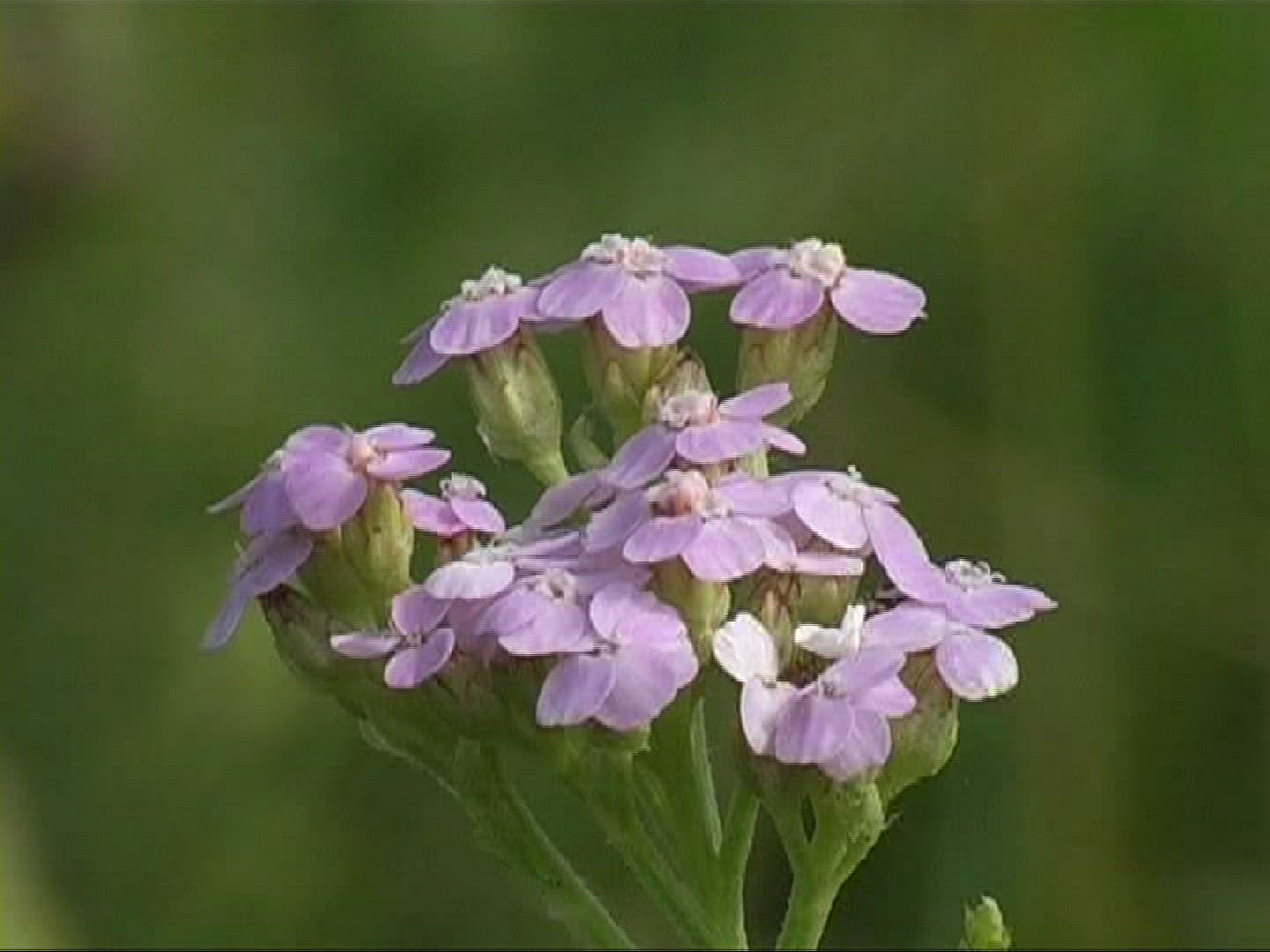 500400707 / Yarrow / Blossom