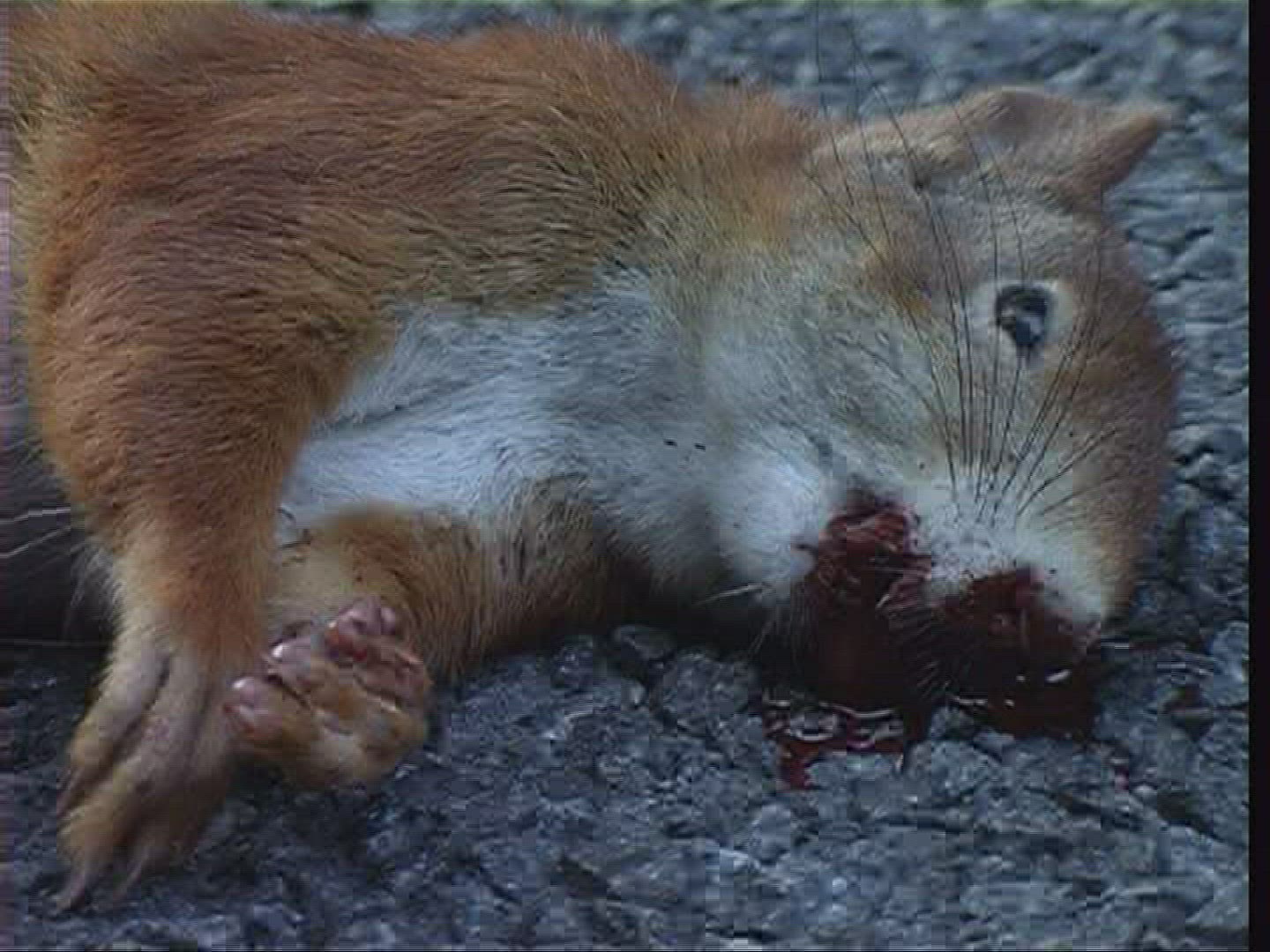 472539596 / Squirrel / Carcass / Germany