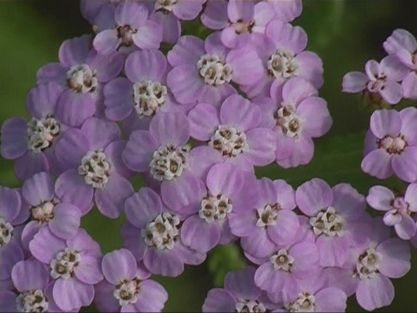 943368487 / Yarrow / Blossom