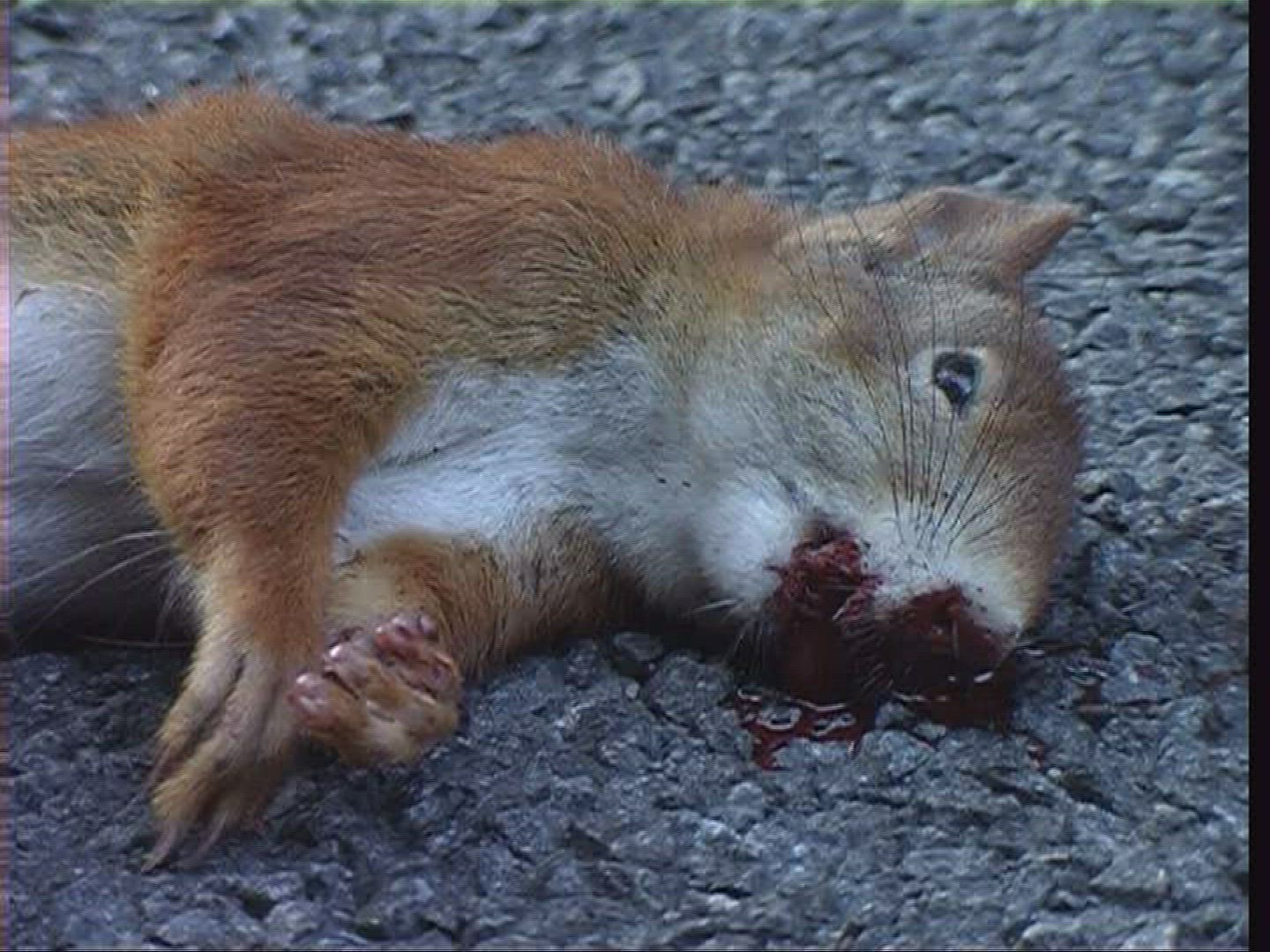 407668922 / Squirrel / Carcass / Germany