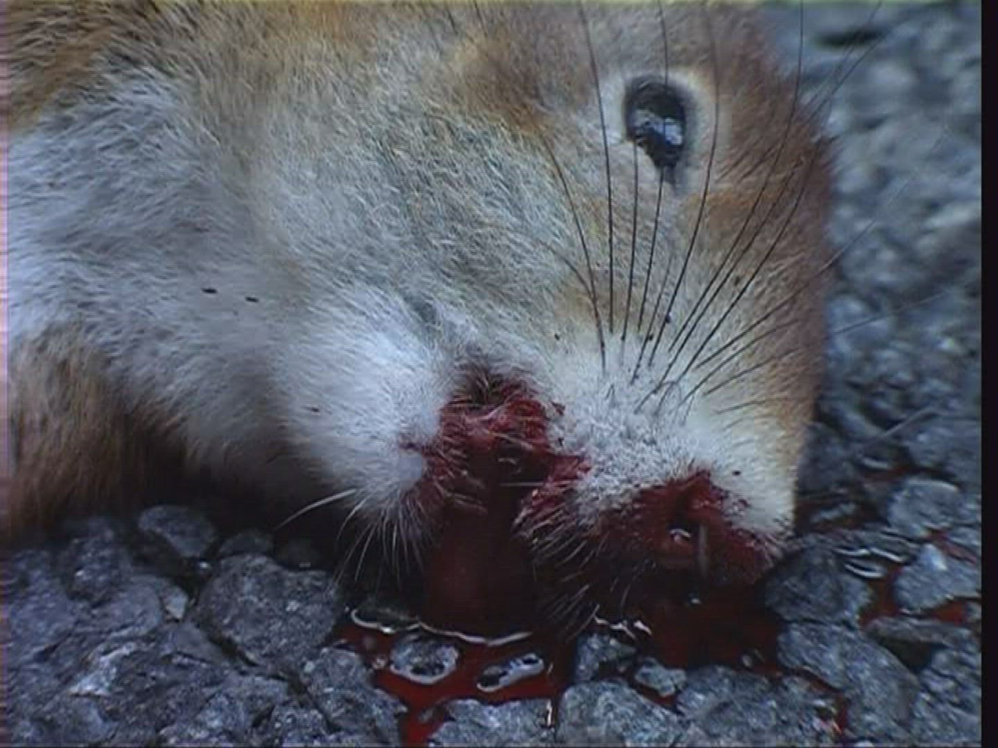 273372425 / Squirrel / Carcass / Germany