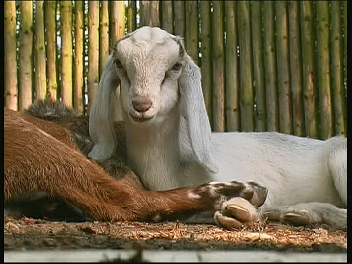 524734992 / Goat With Drooping Ears / Zoo / Netherlands