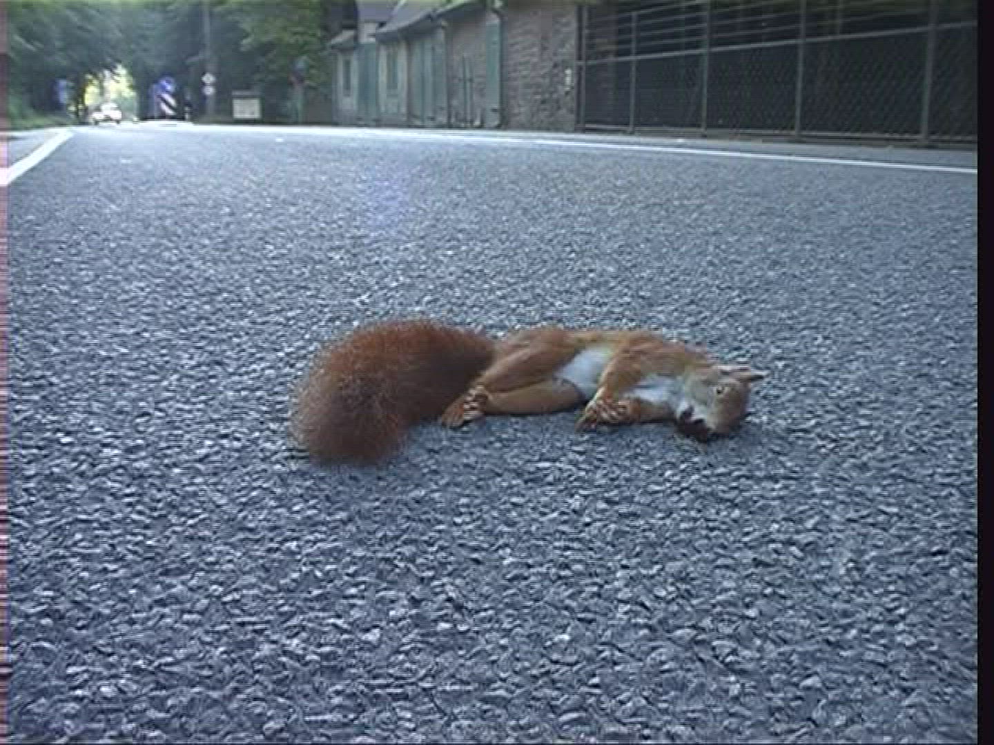 937636881 / Squirrel / Carcass / Germany