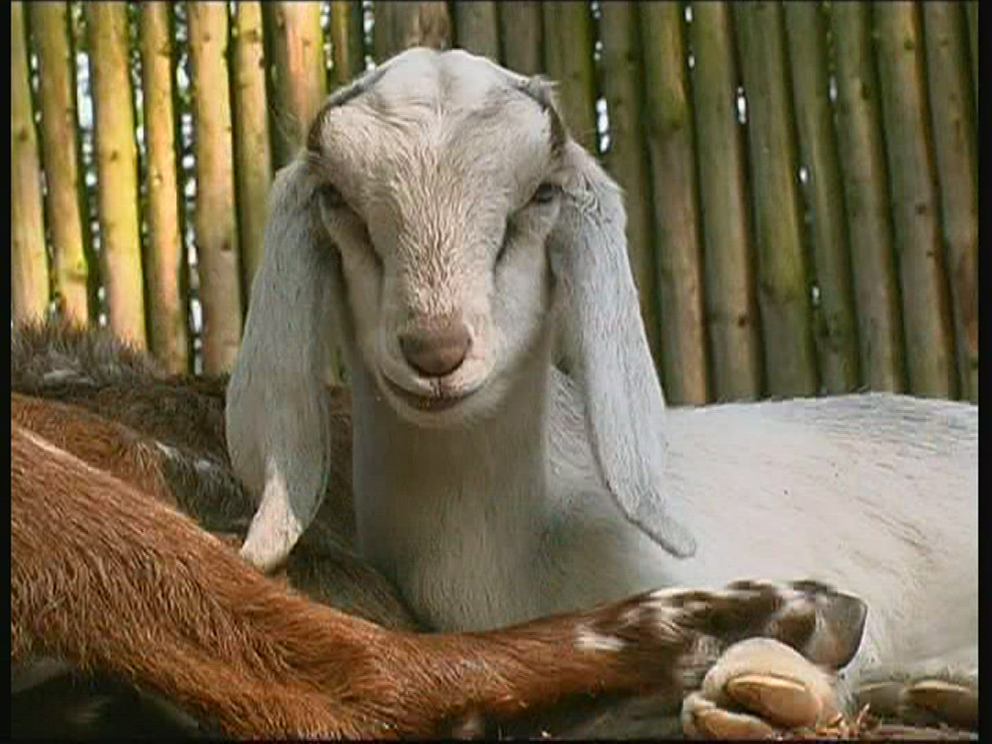 533689391 / Goat With Drooping Ears / Zoo / Netherlands