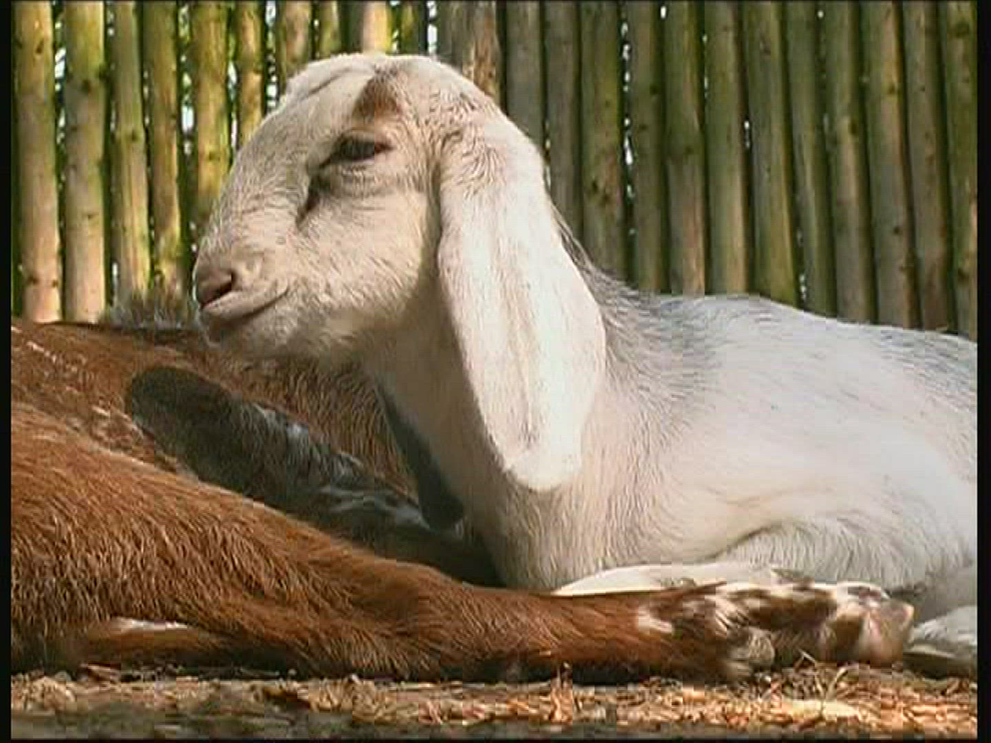 157413938 / Goat With Drooping Ears / Zoo / Netherlands