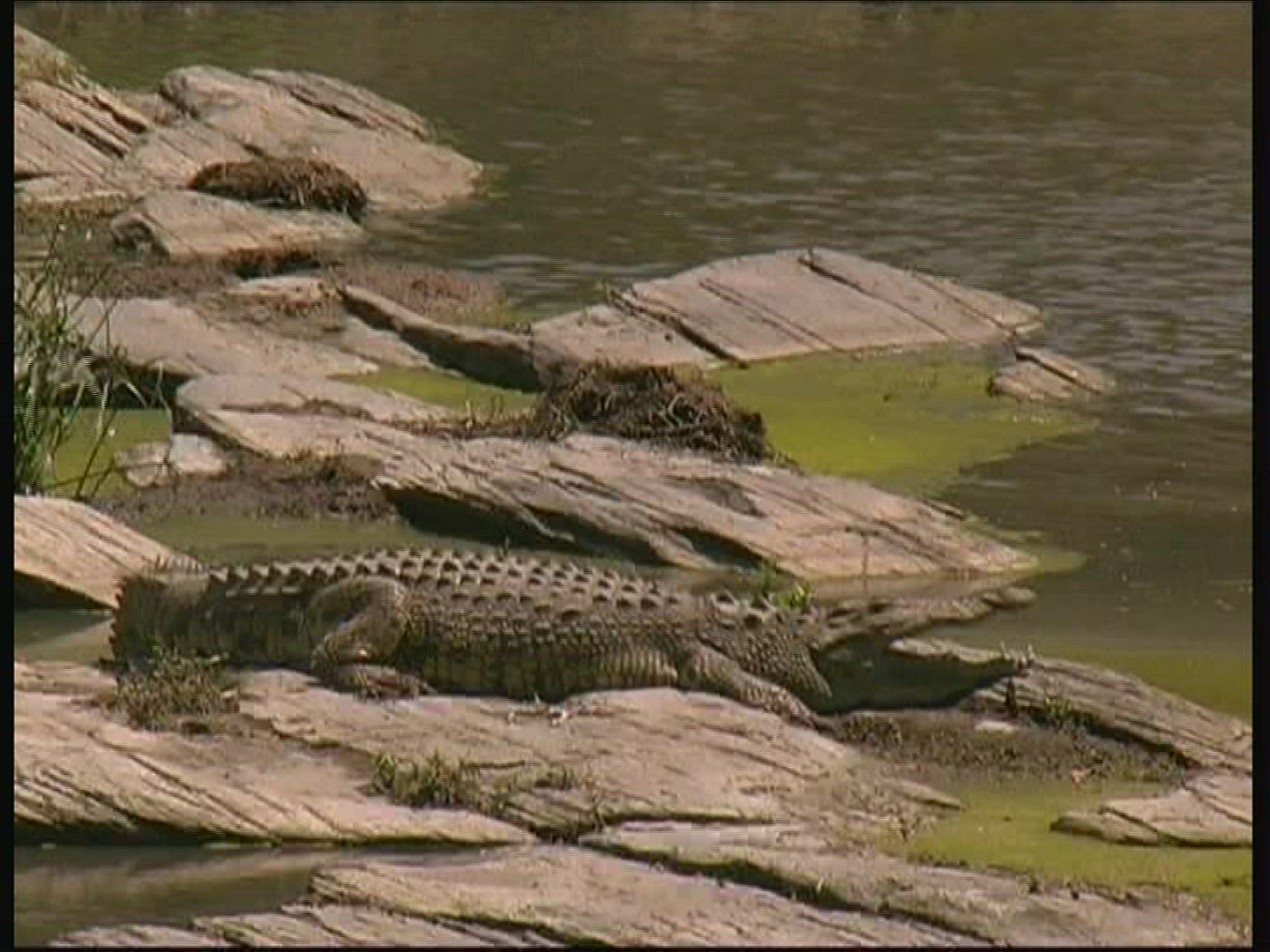 638355810 / Nile Crocodile / Kenya