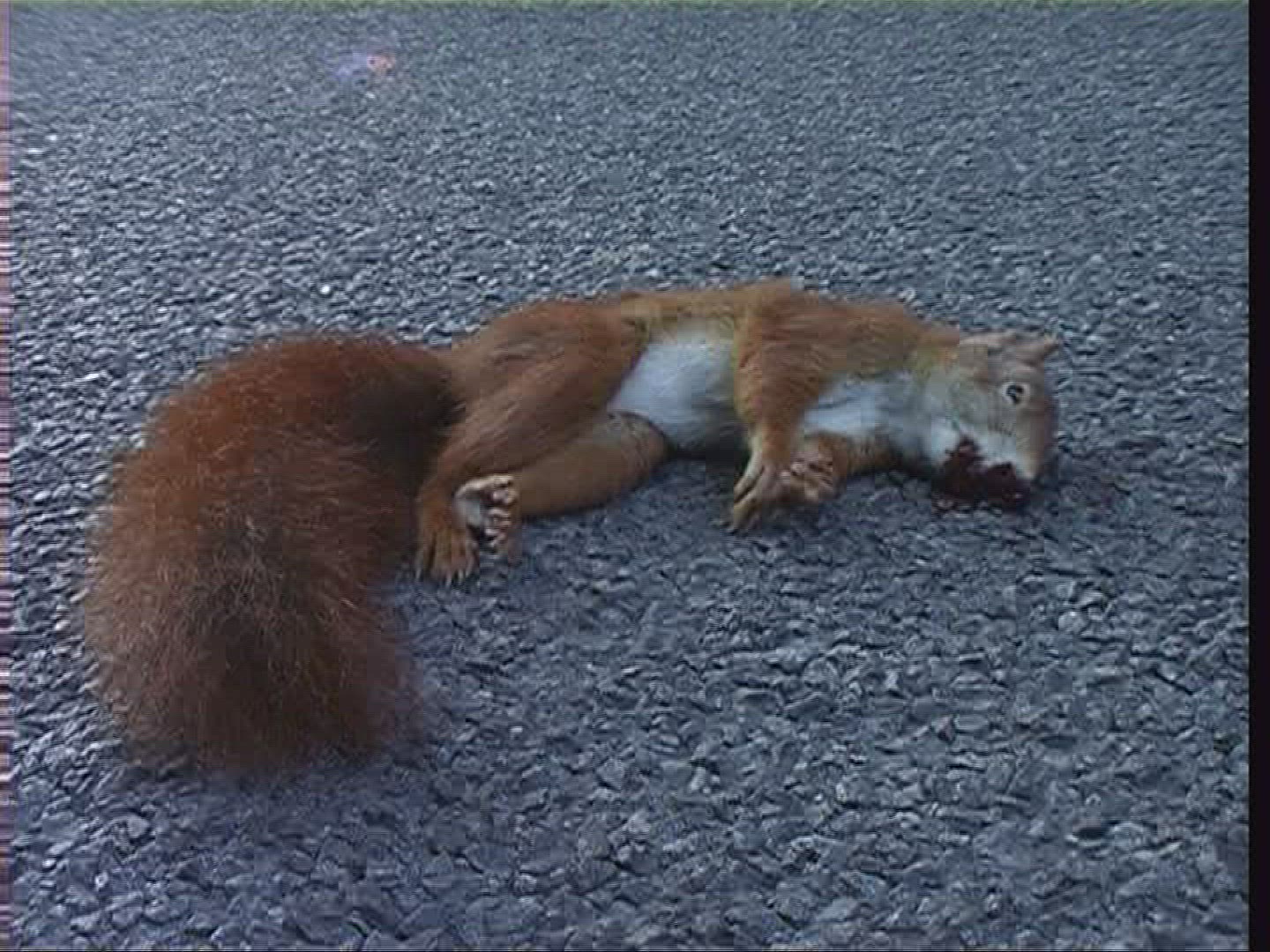 254548176 / Squirrel / Carcass / Germany