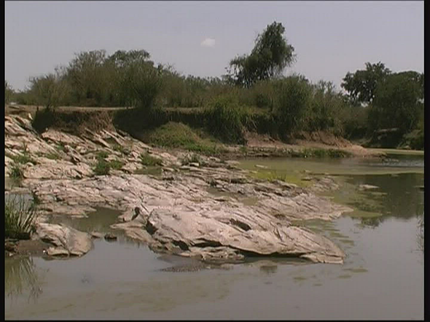 231705378 / Nile Crocodile / Kenya
