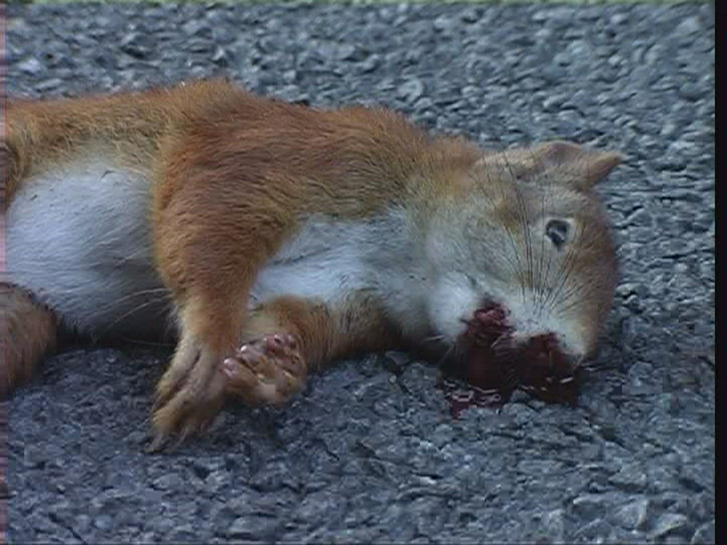 171036999 / Squirrel / Carcass / Germany