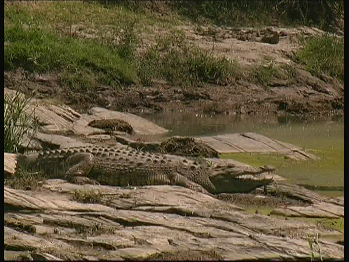 301692271 / Nile Crocodile / Kenya