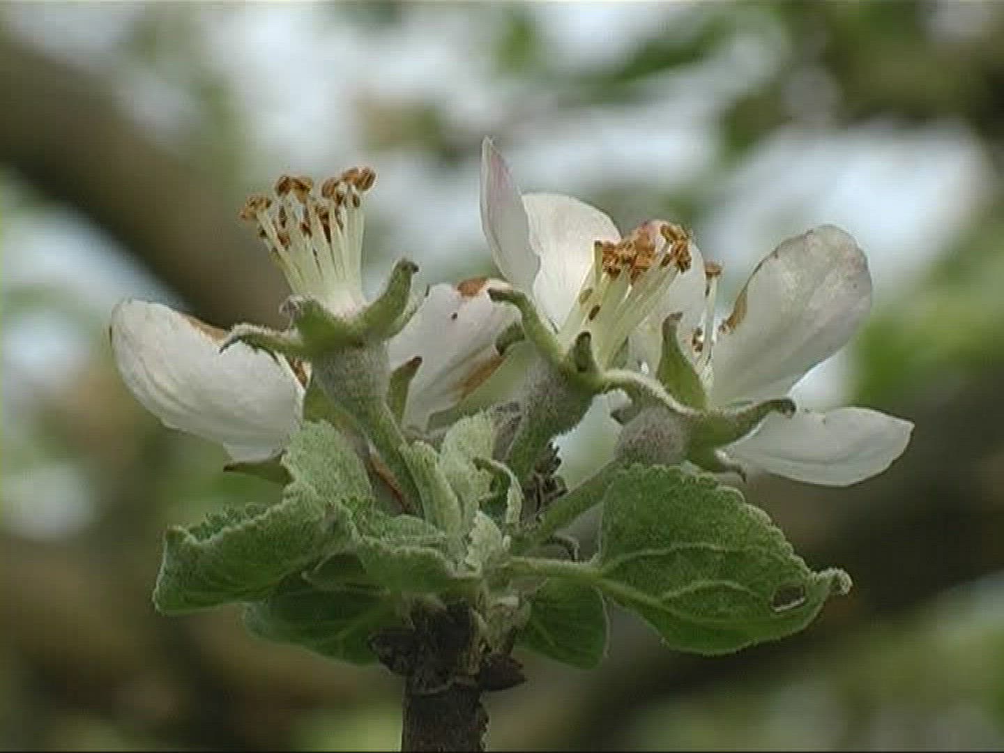 649484736 / Apple / Apple Tree / Germany