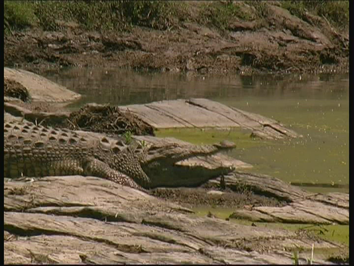 291181413 / Nile Crocodile / Kenya