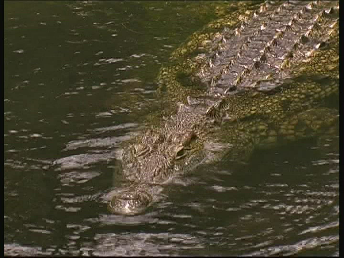 488238707 / Crocodile / Crocodile Park / Kenya