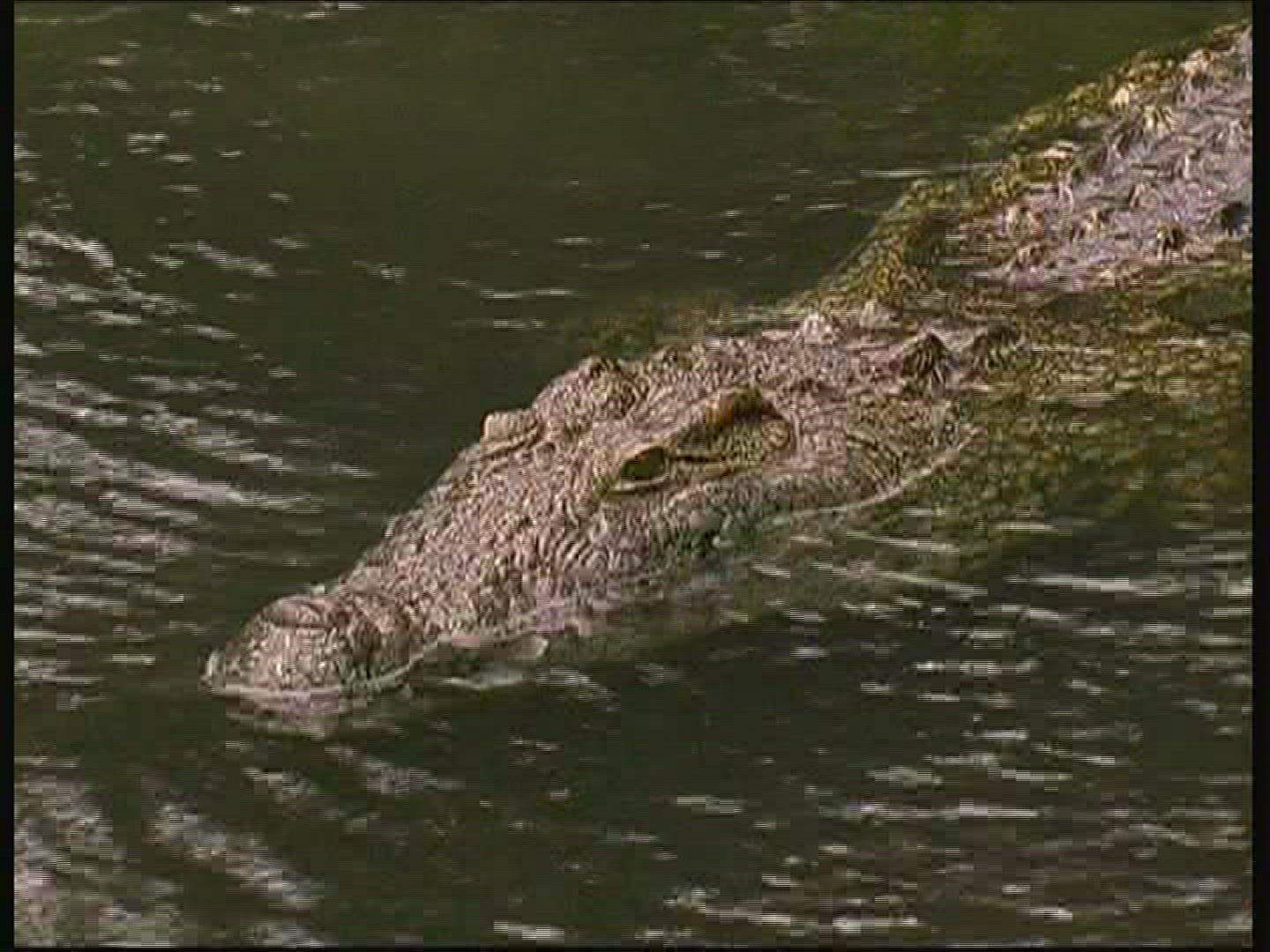 880866773 / Crocodile / Crocodile Park / Kenya