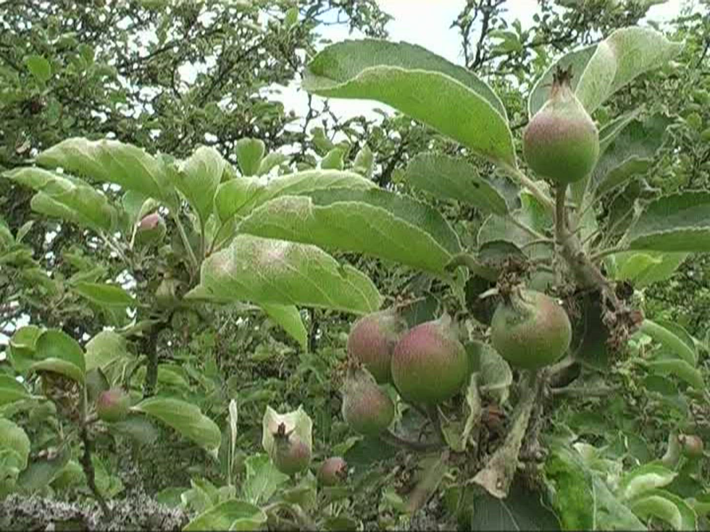 200724342 / Apple / Apple Tree / Germany