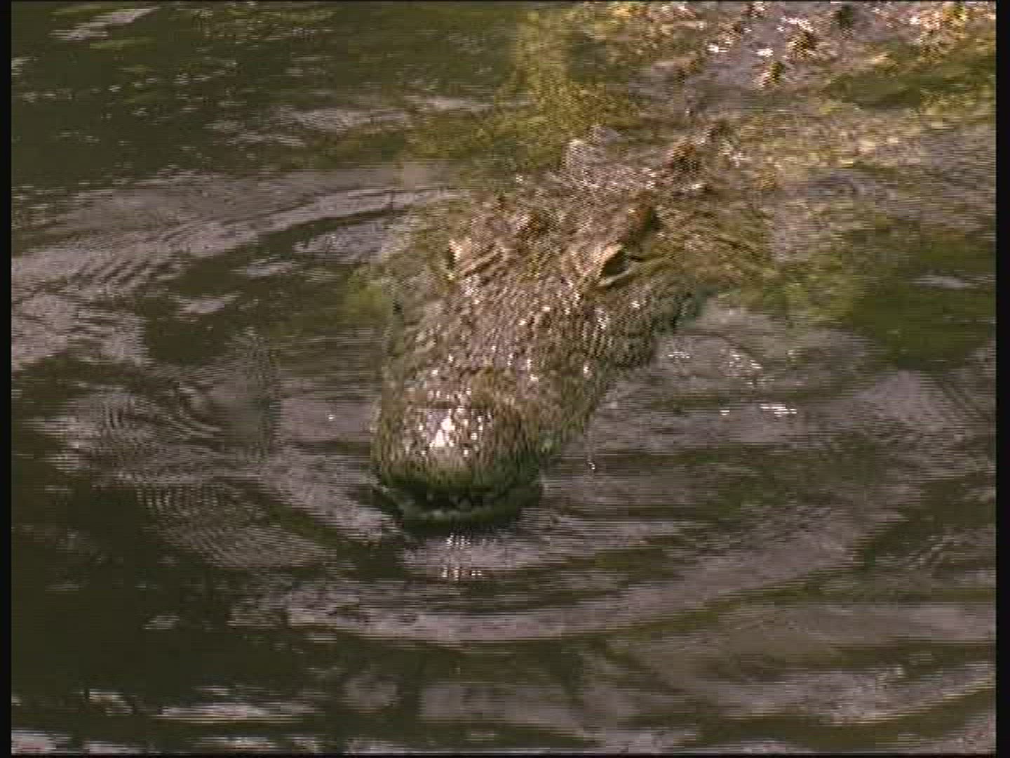 765807008 / Crocodile / Crocodile Park / Kenya