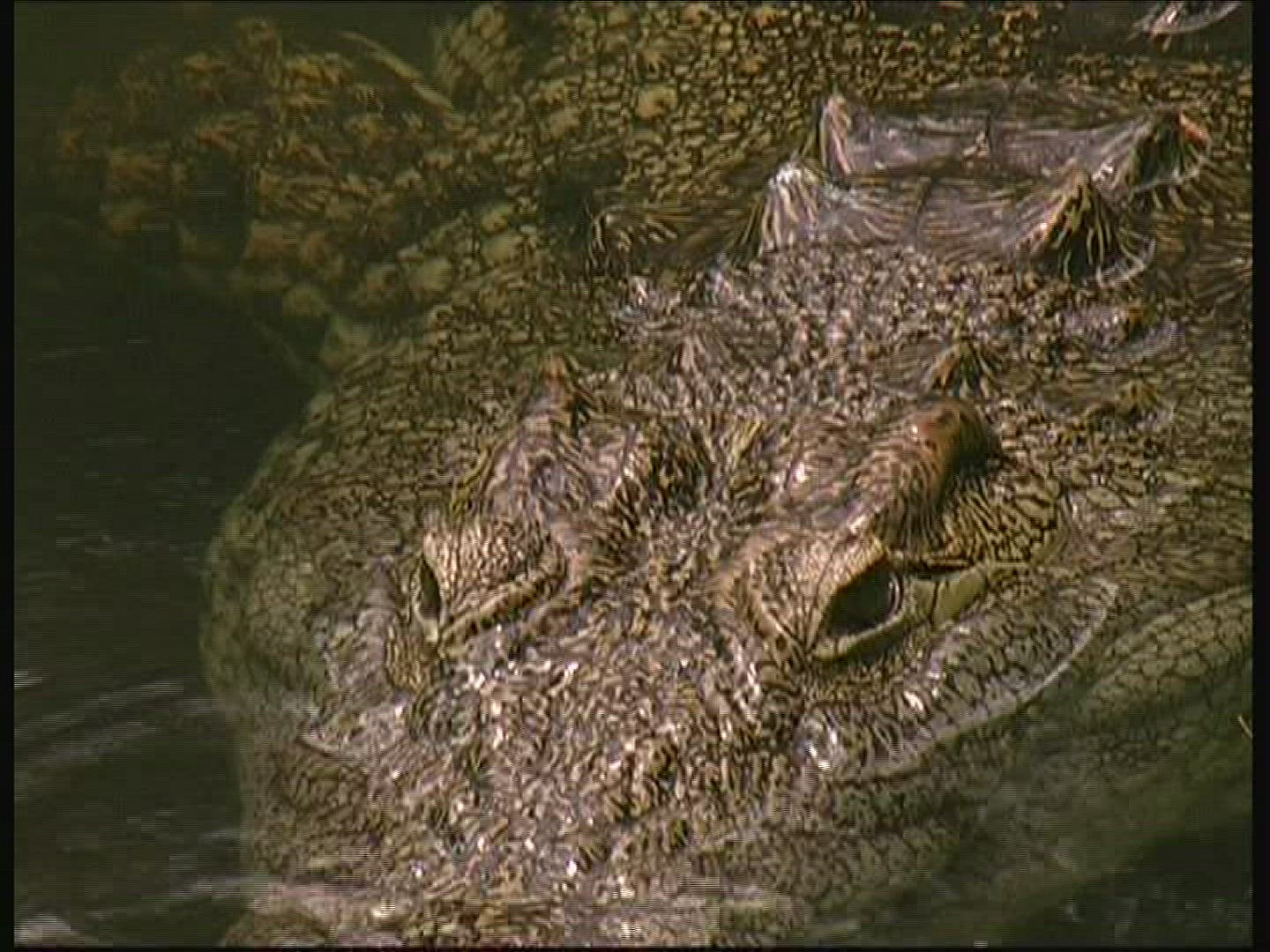 246930919 / Crocodile / Crocodile Park / Kenya