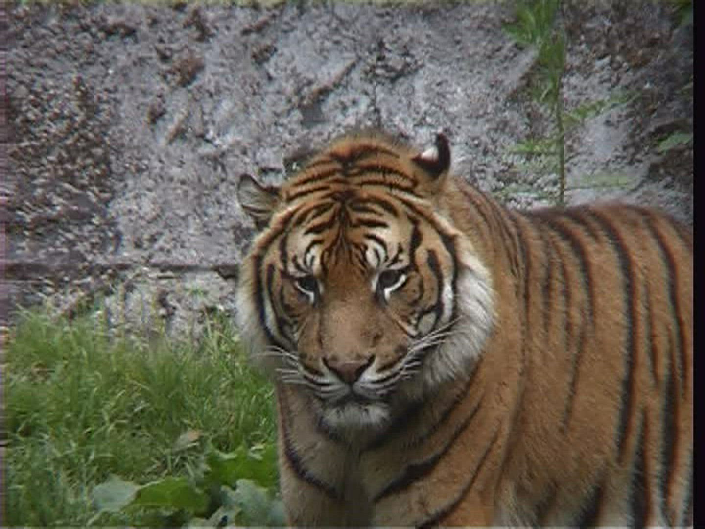 223757054 / Sumatran Tiger / Zoo / Netherlands