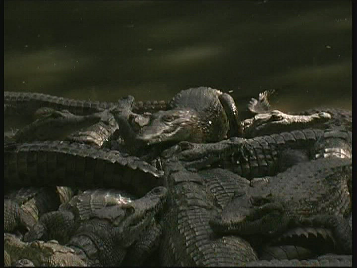 697429656 / Crocodile / Crocodile Park / Kenya