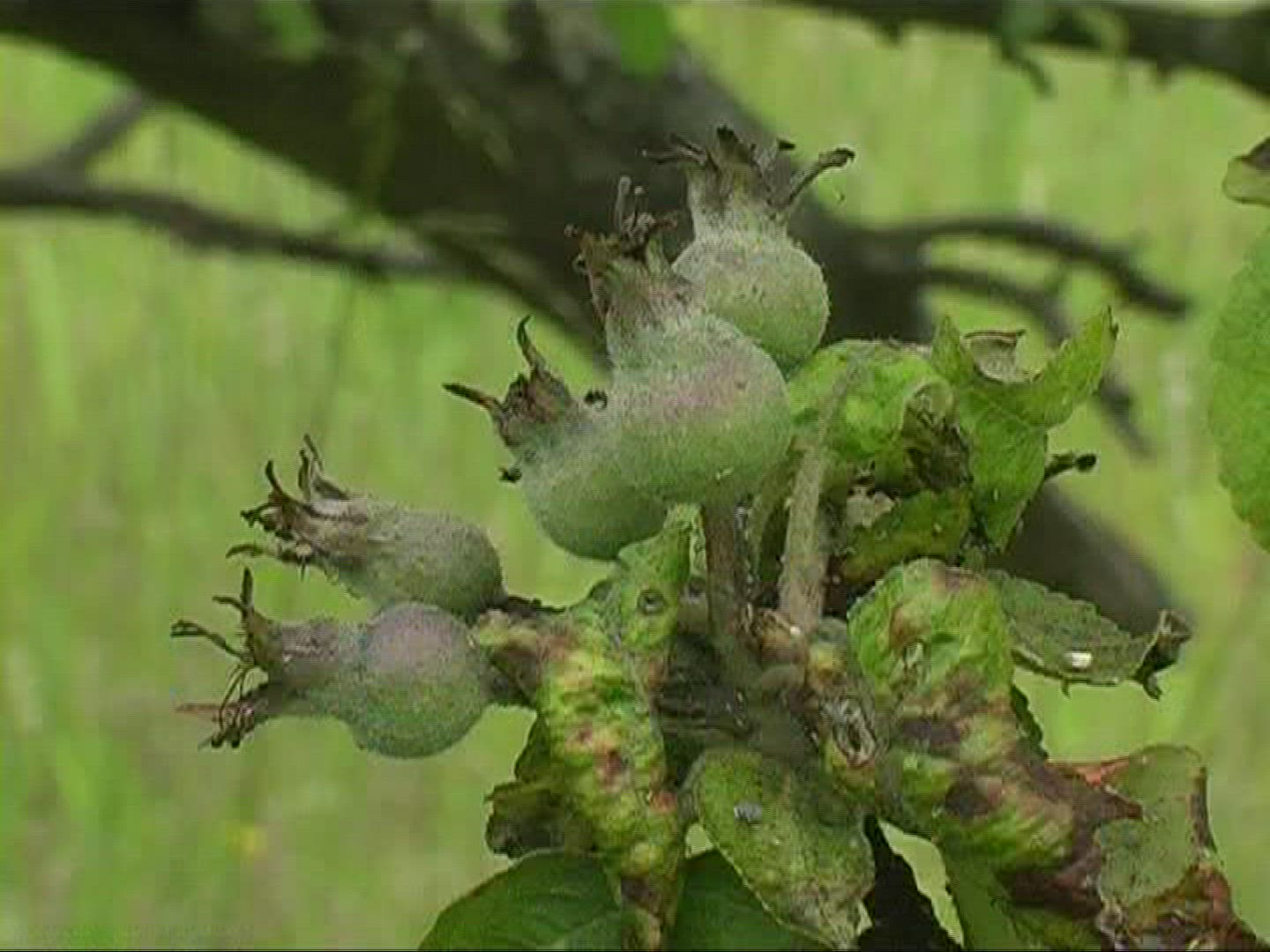 342804060 / Apple / Apple Tree / Germany