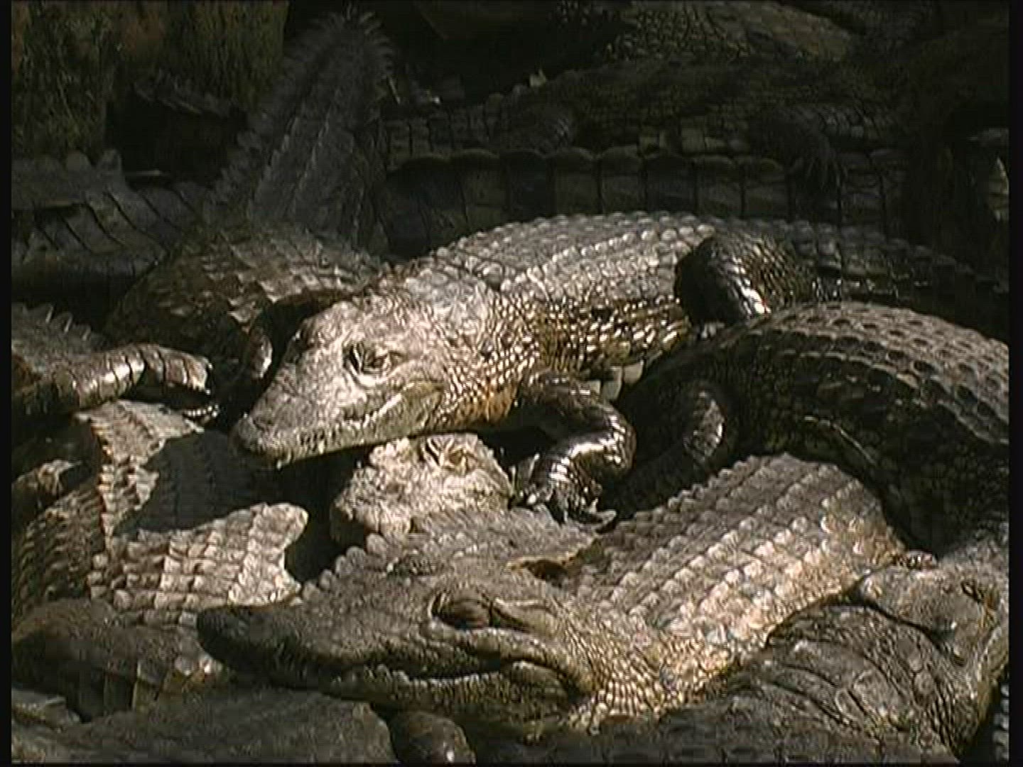 432385956 / Crocodile / Crocodile Park / Kenya