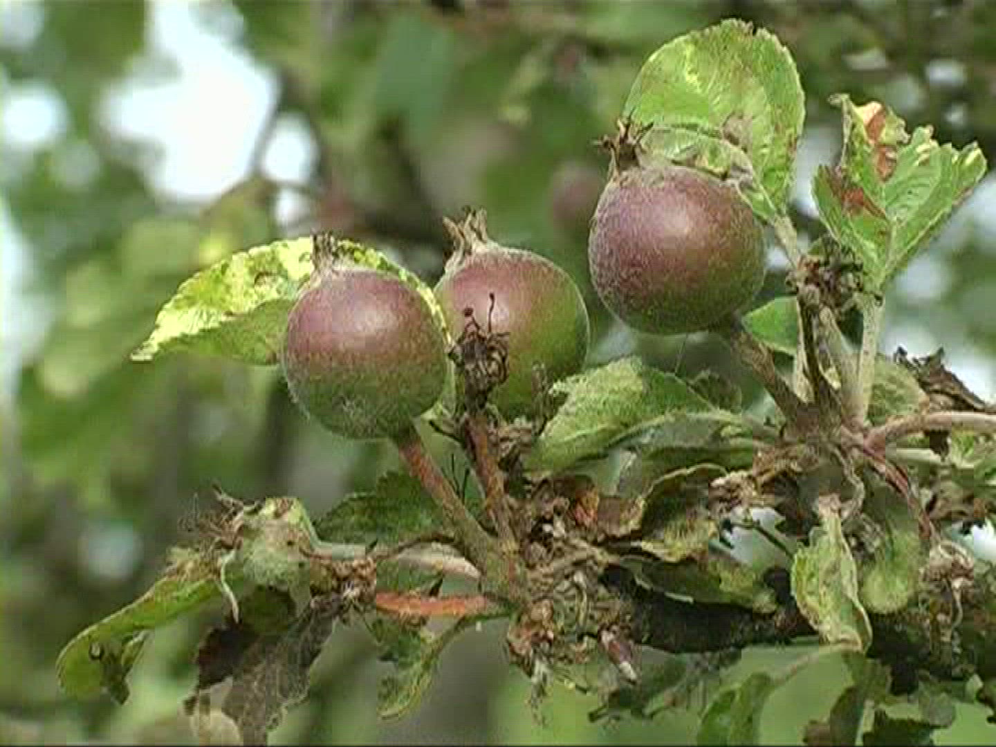 664428279 / Apple / Apple Tree / Germany