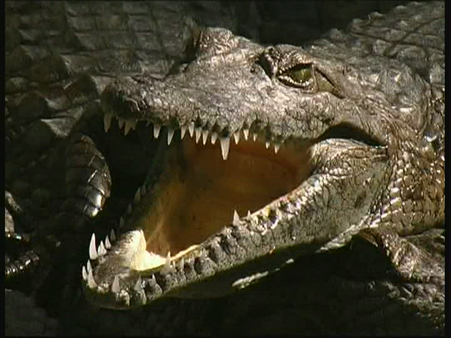 191869192 / Crocodile / Crocodile Park / Kenya