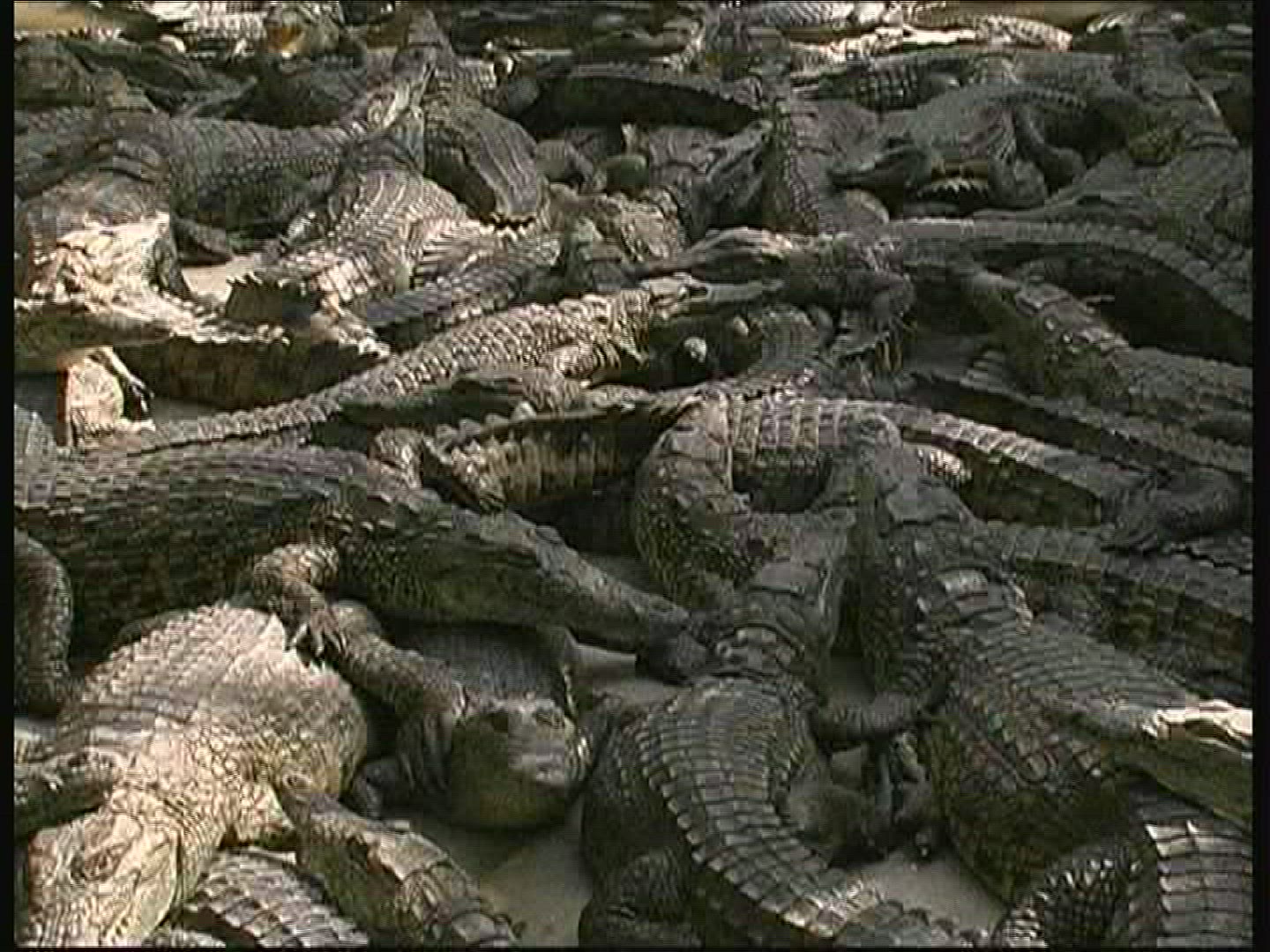 725335917 / Crocodile / Crocodile Park / Kenya