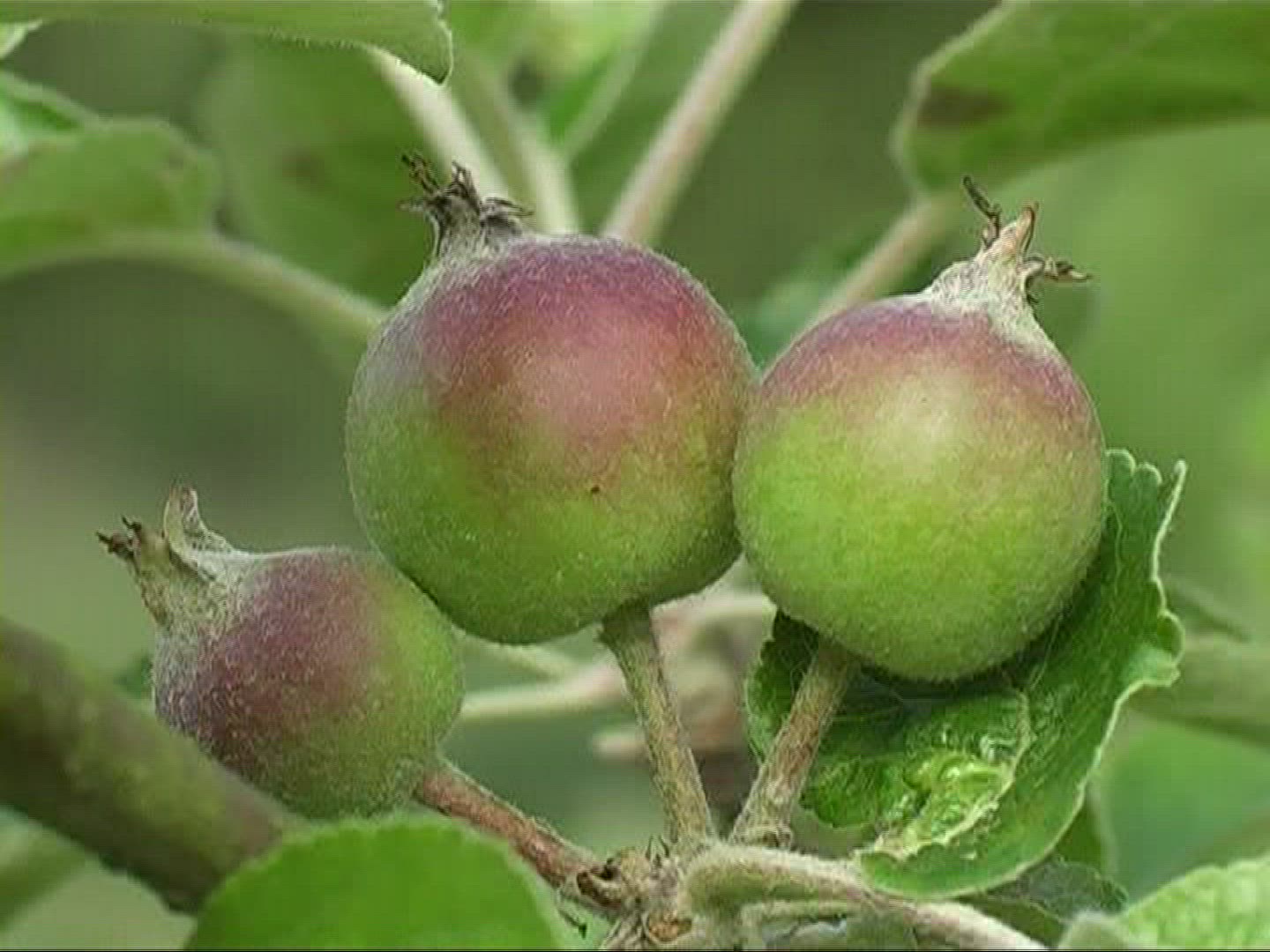 646044389 / Apple / Apple Tree / Germany