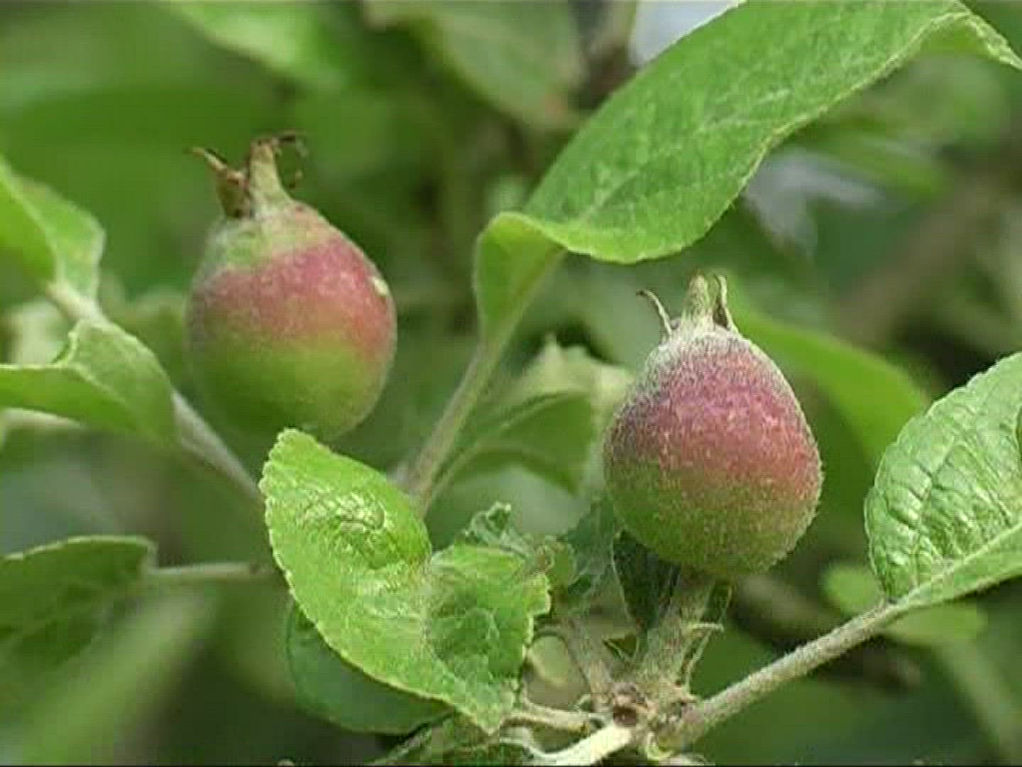 212894612 / Apple / Apple Tree / Germany