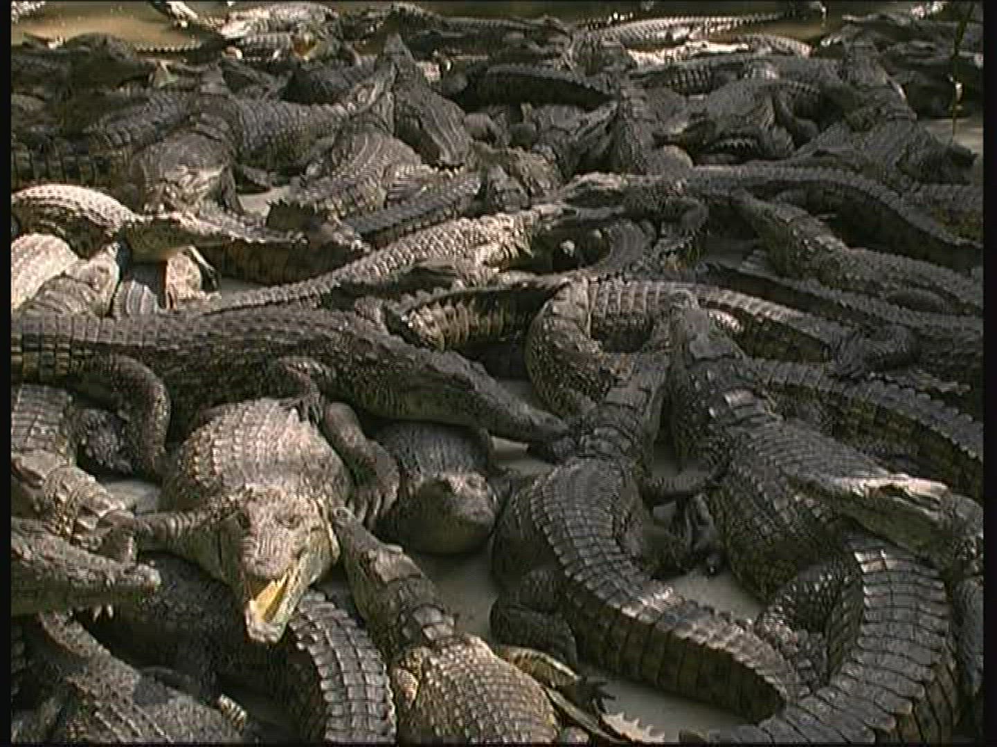 460526637 / Crocodile / Crocodile Park / Kenya