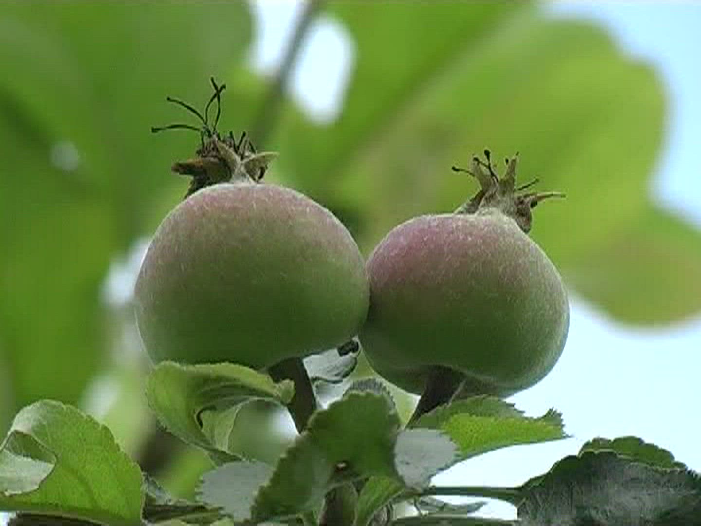 276834465 / Apple / Apple Tree / Germany