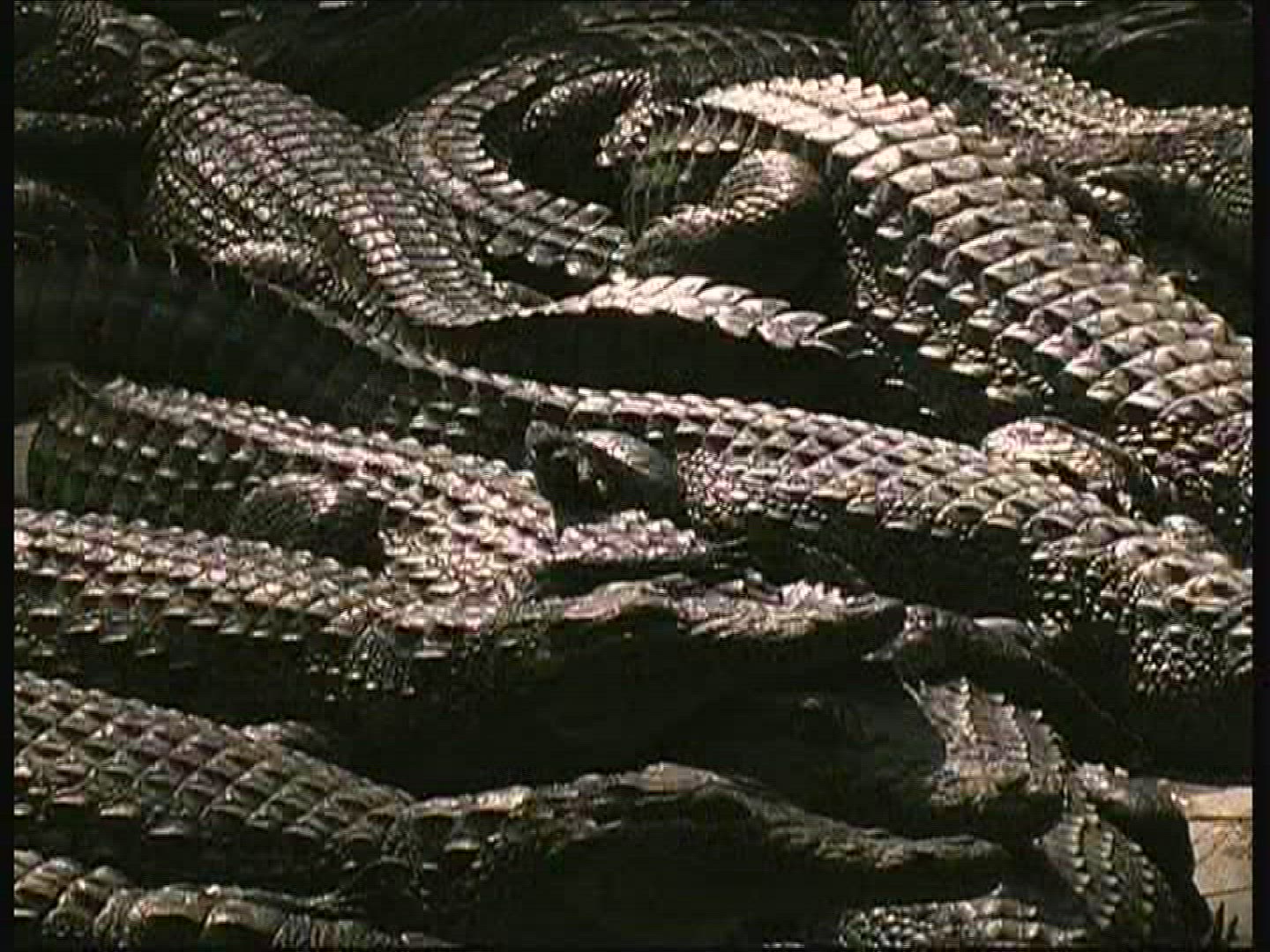 594932426 / Crocodile / Crocodile Park / Kenya