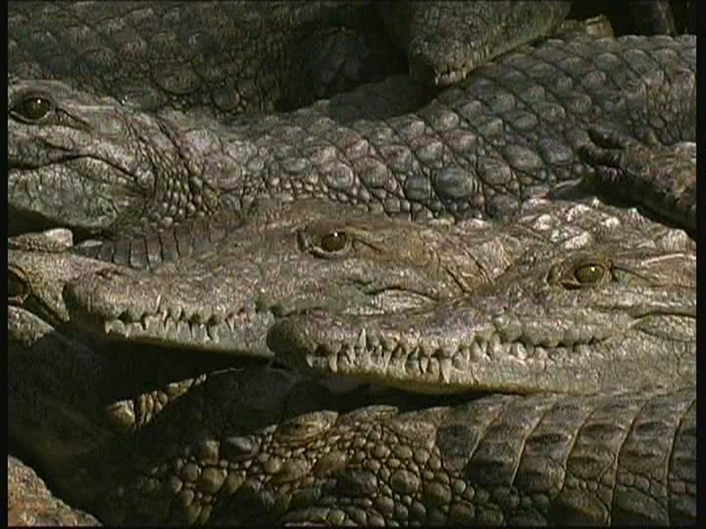 233580900 / Crocodile / Crocodile Park / Kenya