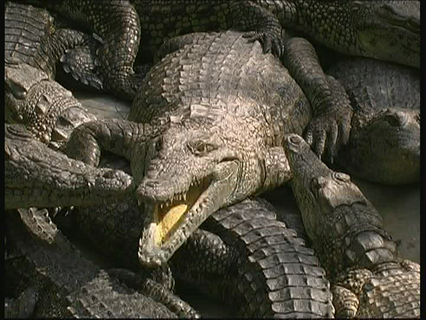 874313054 / Crocodile / Crocodile Park / Kenya