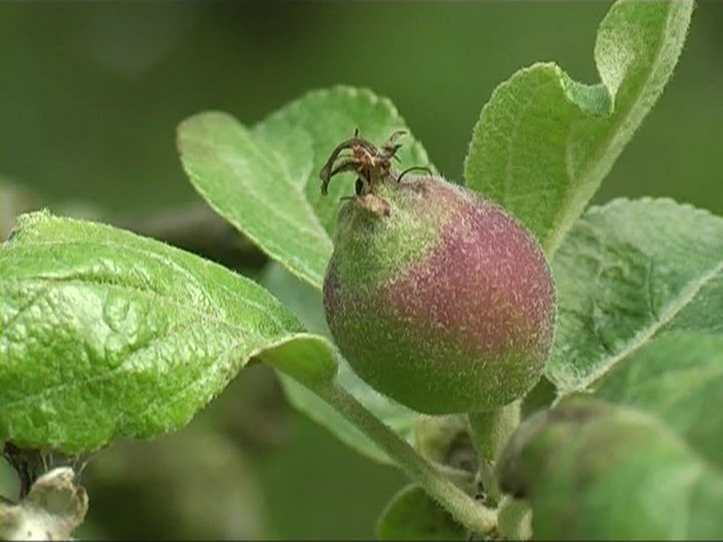451570121 / Apple / Apple Tree / Germany