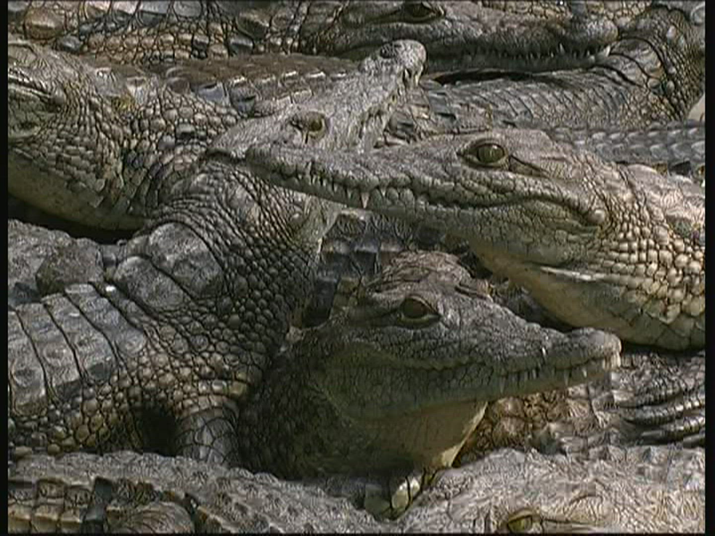 583695514 / Crocodile / Crocodile Park / Kenya
