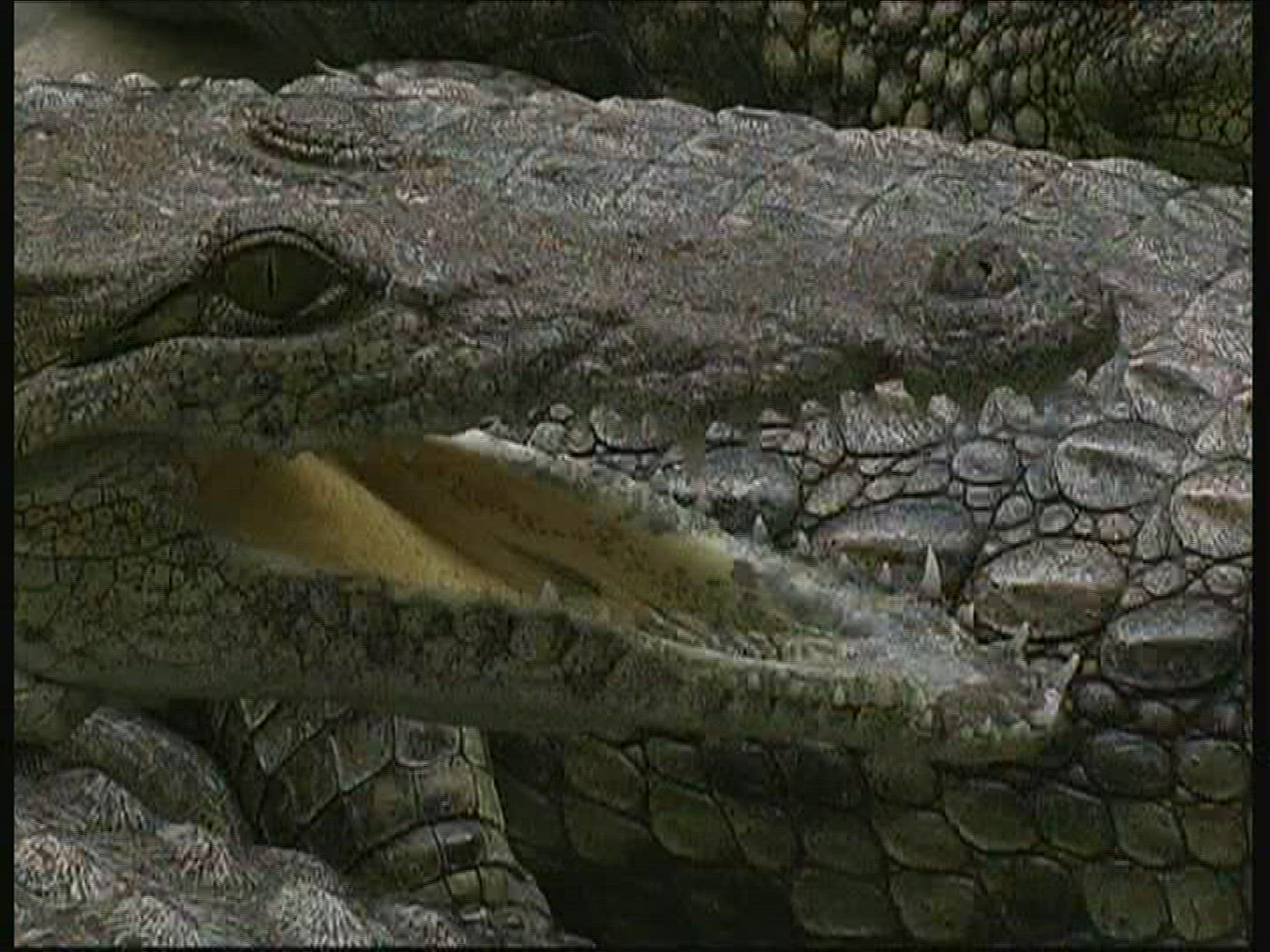 176987221 / Crocodile / Crocodile Park / Kenya
