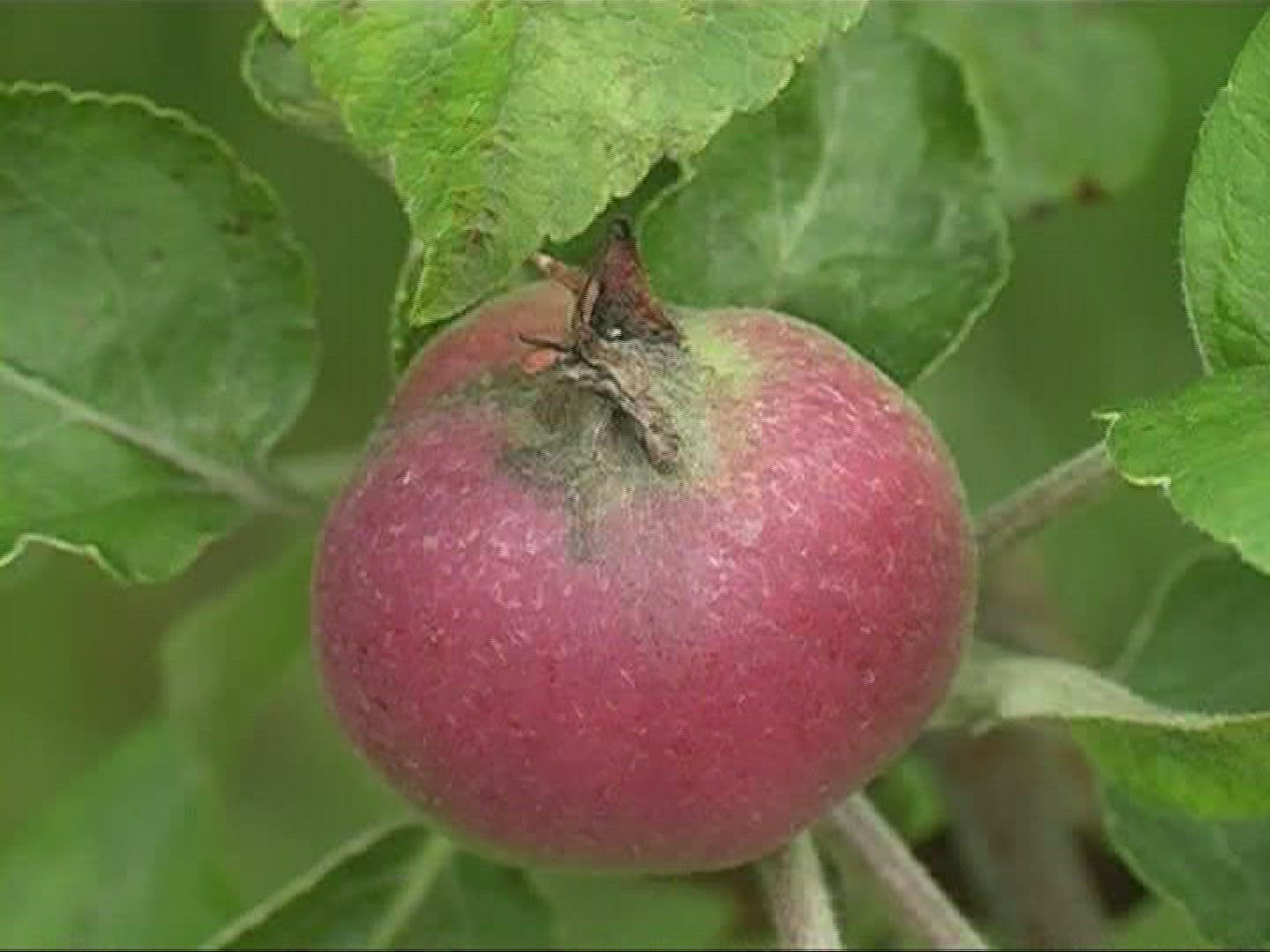 249019298 / Apple / Apple Tree / Germany