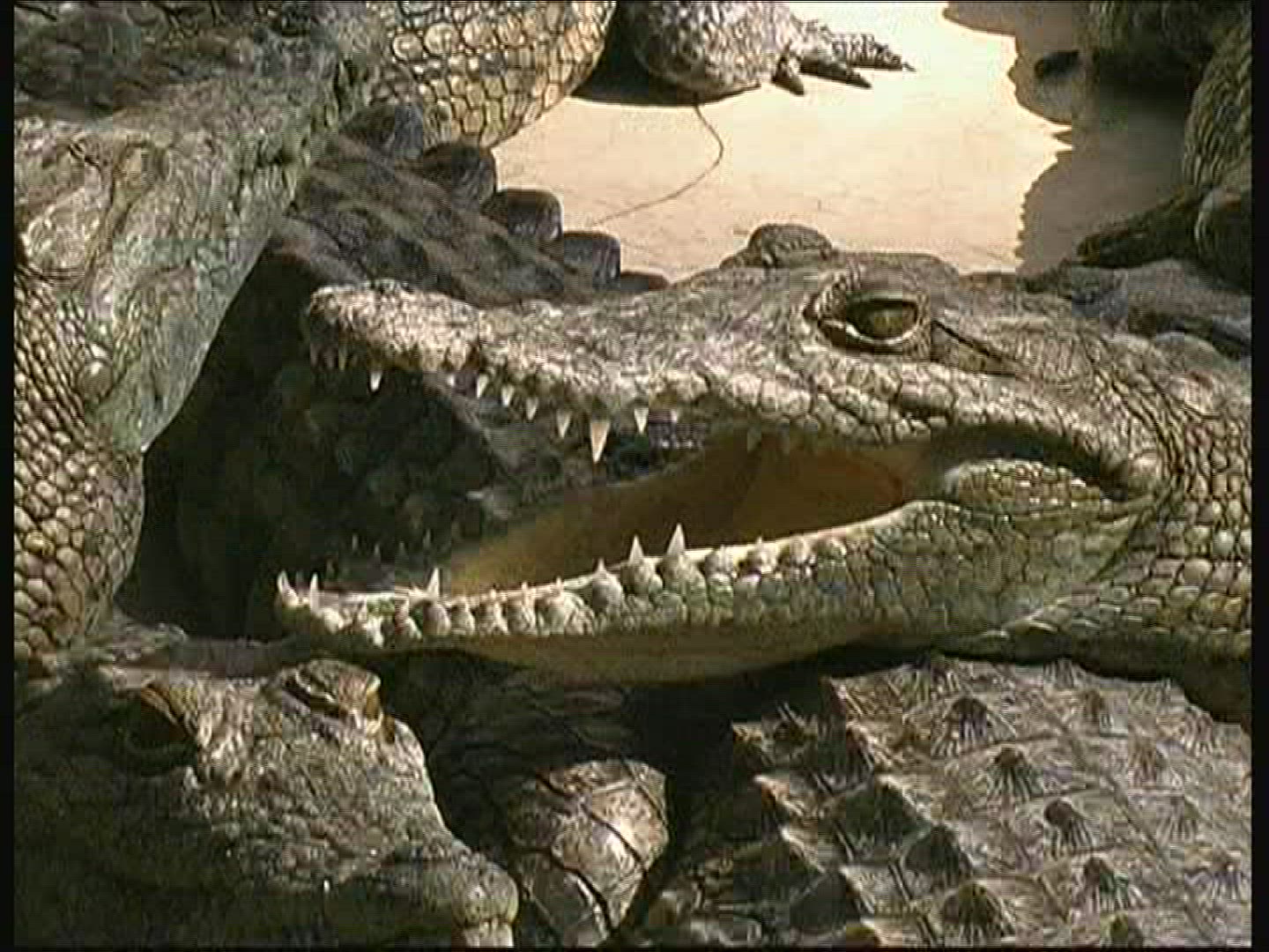 266378598 / Crocodile / Crocodile Park / Kenya