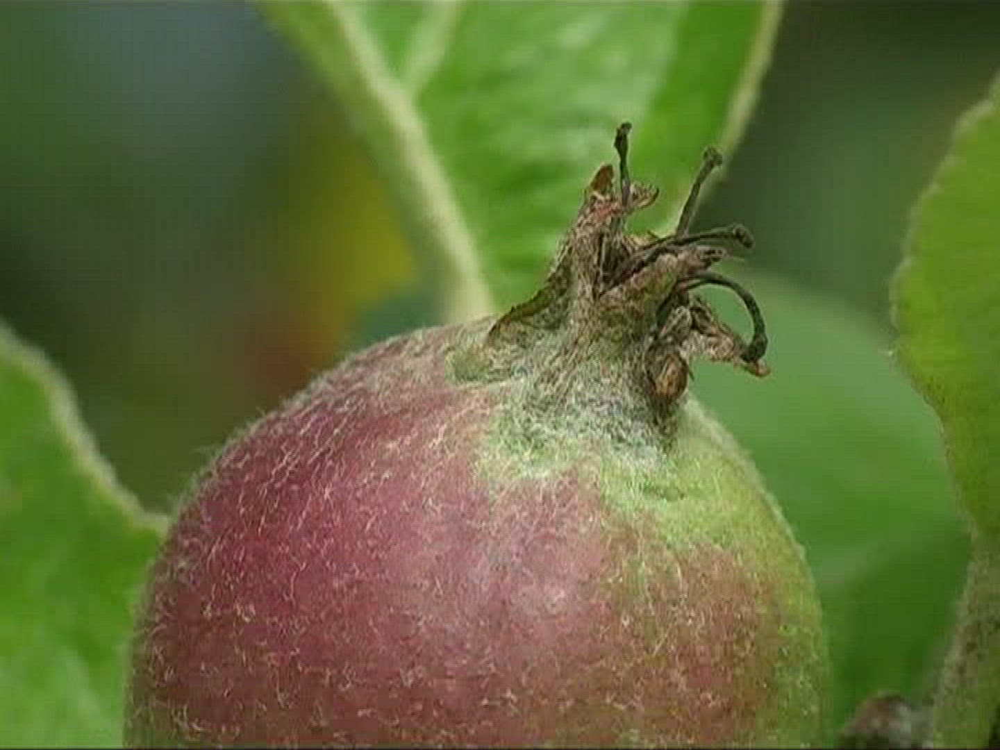 568280942 / Apple / Apple Tree / Germany