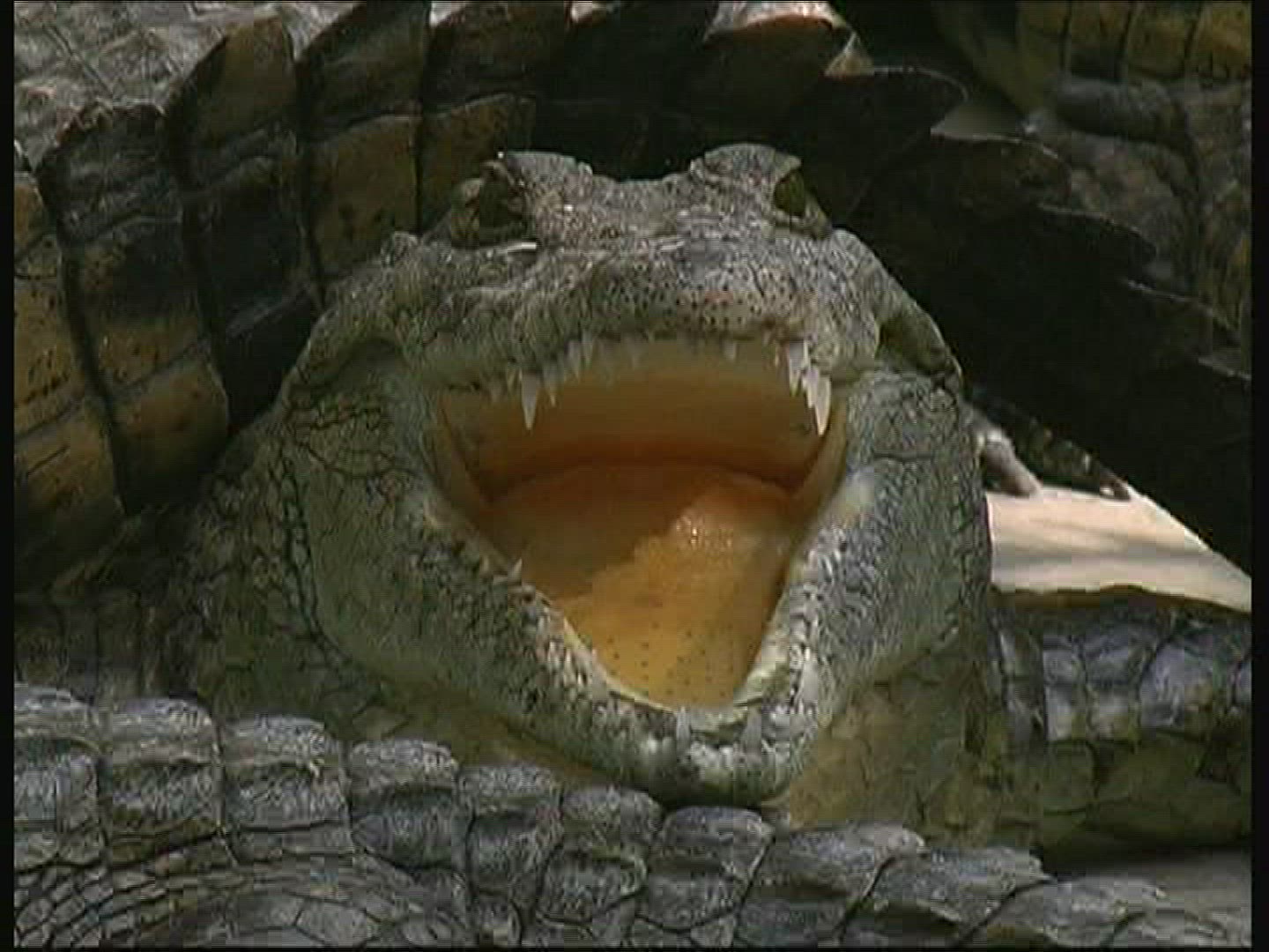 447684237 / Crocodile / Crocodile Park / Kenya