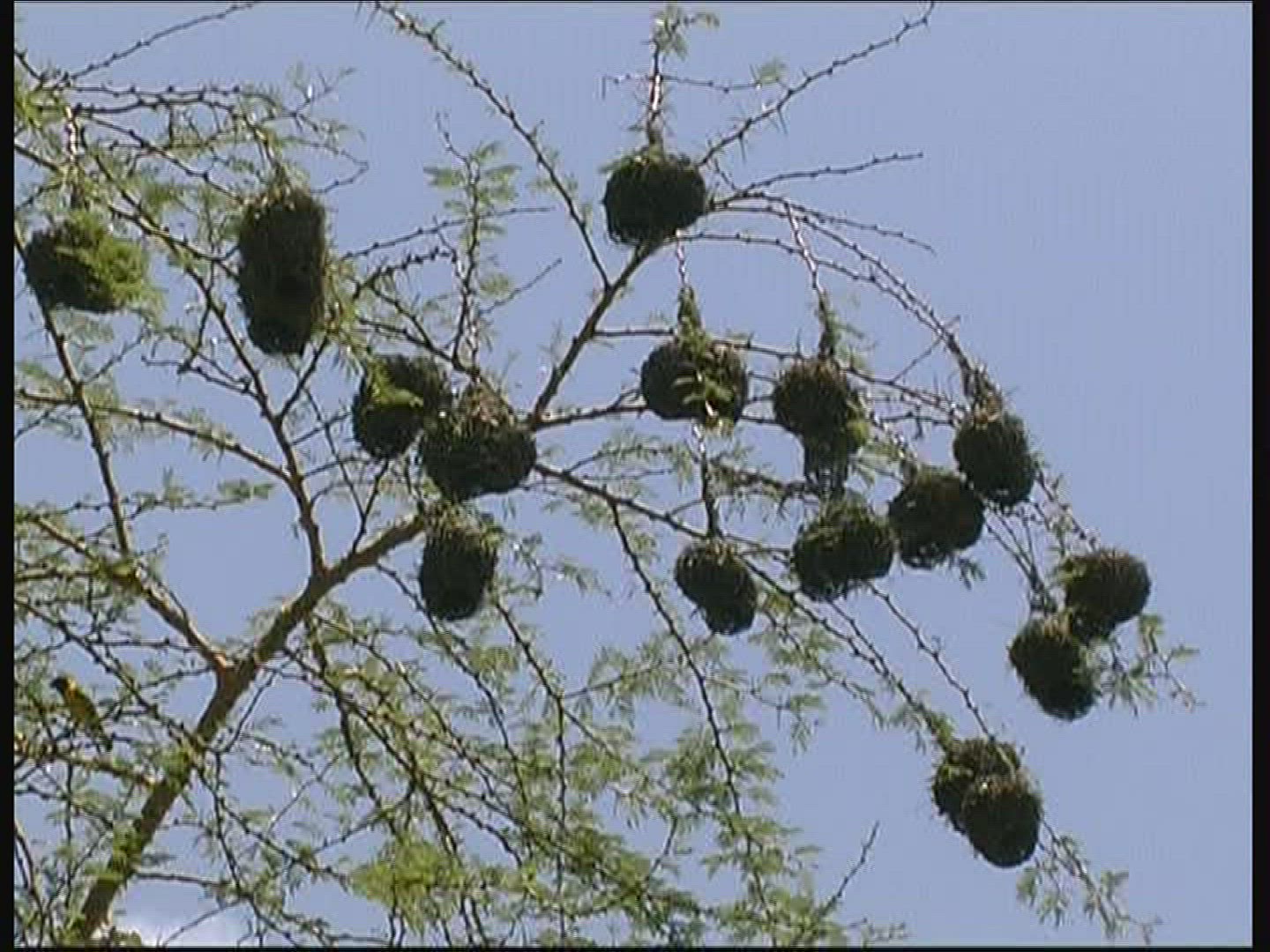 375325045 / Masked Weaver / Nest / Kenya